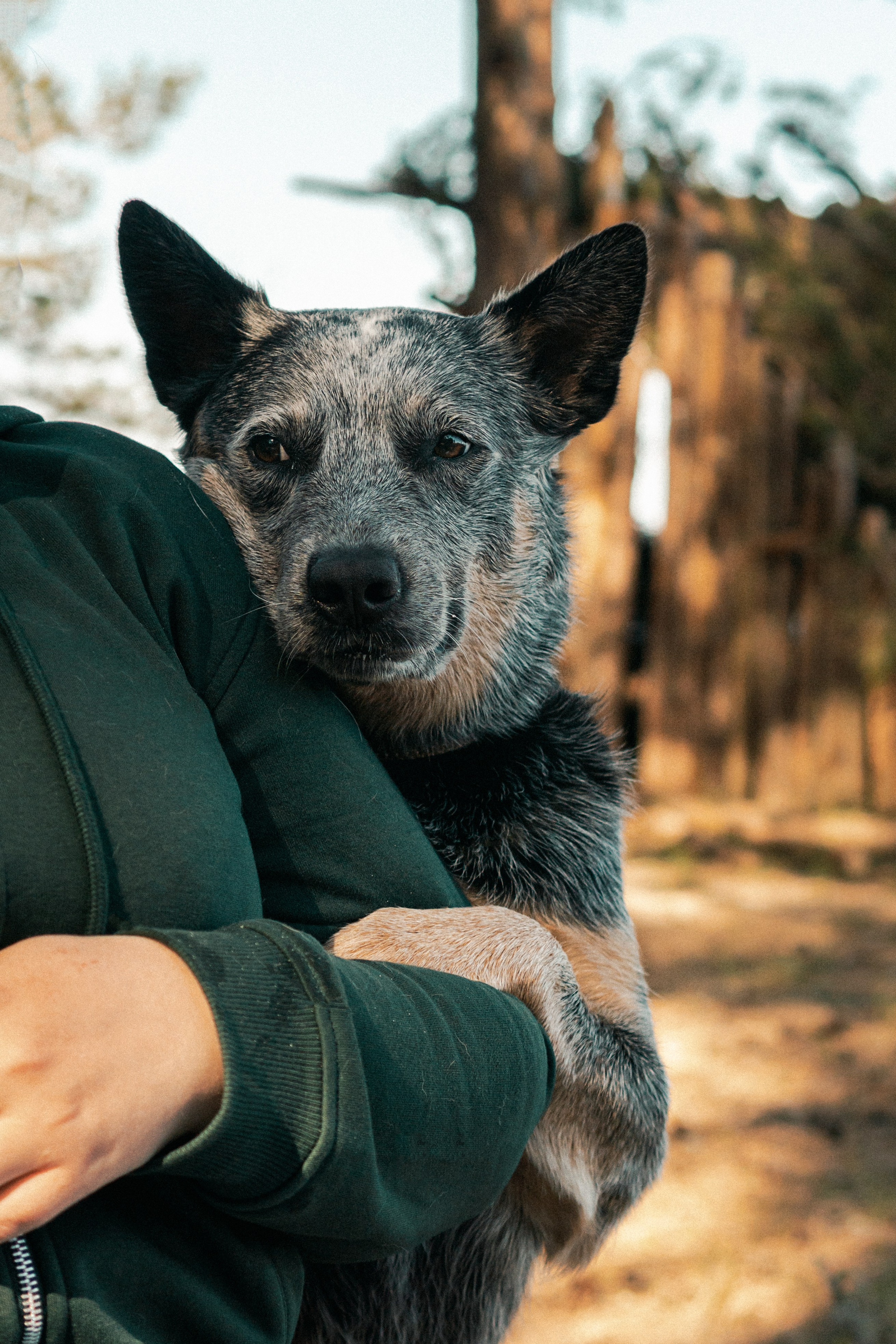 Oskar, Maria & Dmitrii. Kat Laisaar — Pet photographer in Tallinn