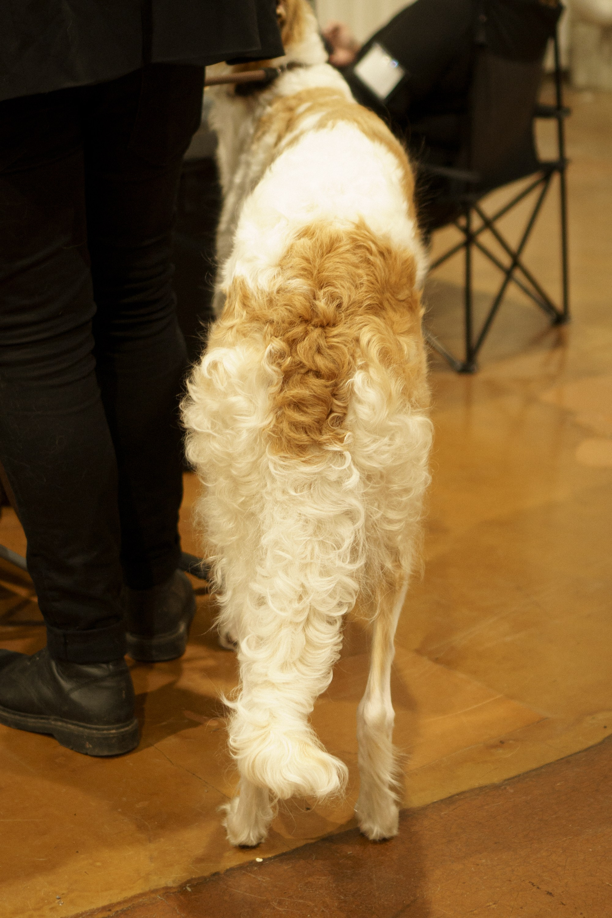 Tartu International Dog Show. Kat Laisaar — Pet photographer in Tallinn