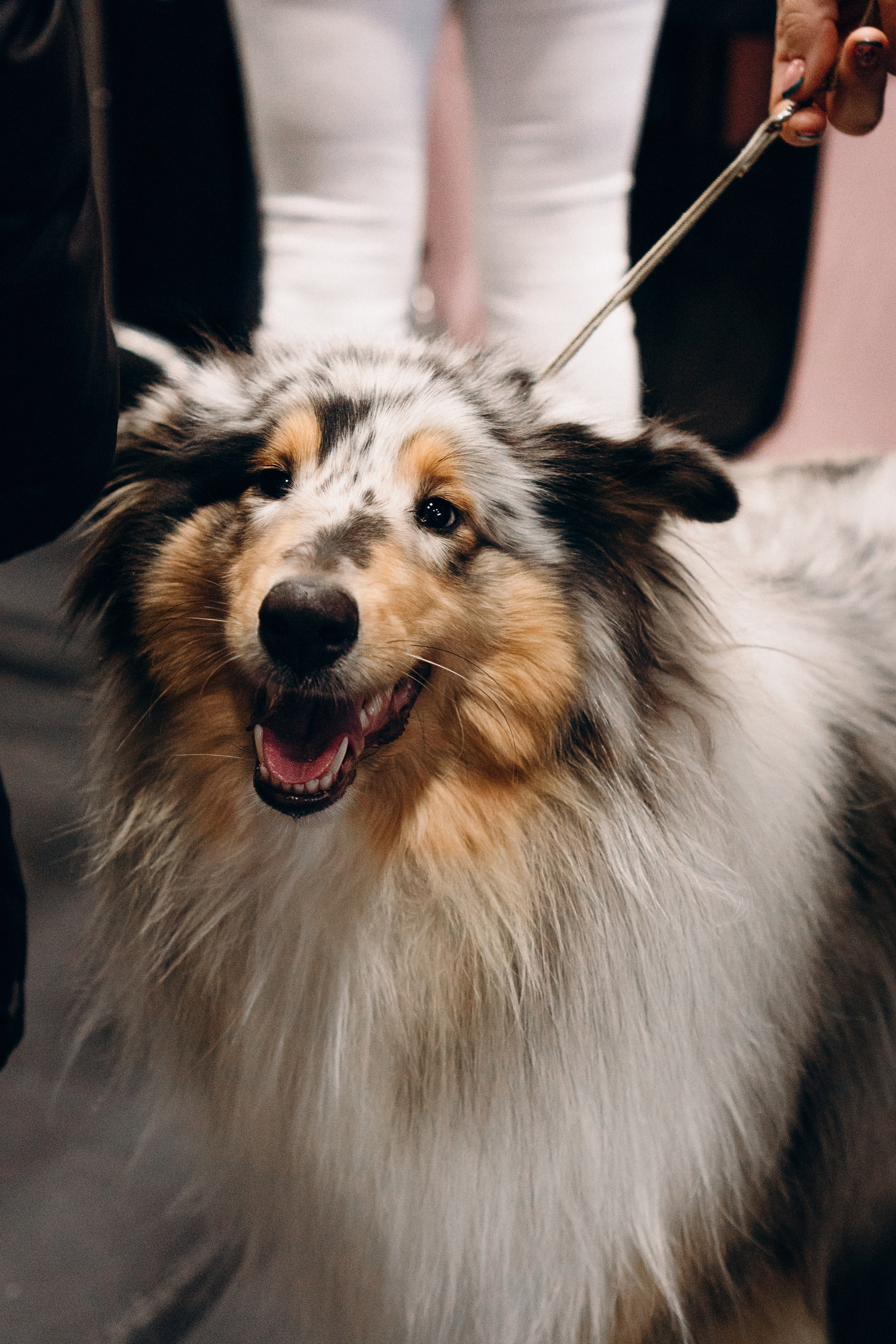 Pärnu dog weekend photo report. Kat Laisaar — Pet photographer in Tallinn