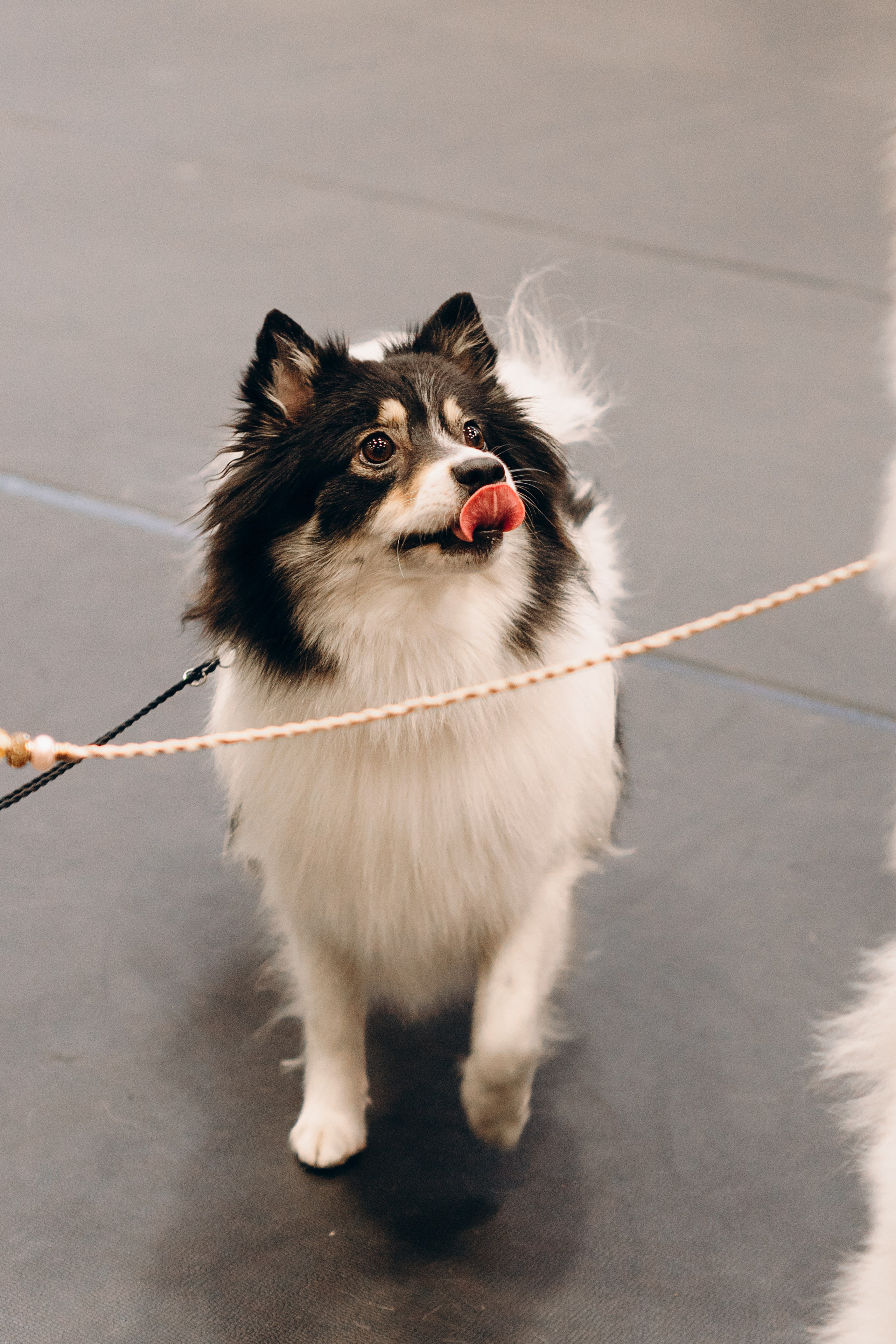 Pärnu dog weekend photo report. Kat Laisaar — Pet photographer in Tallinn