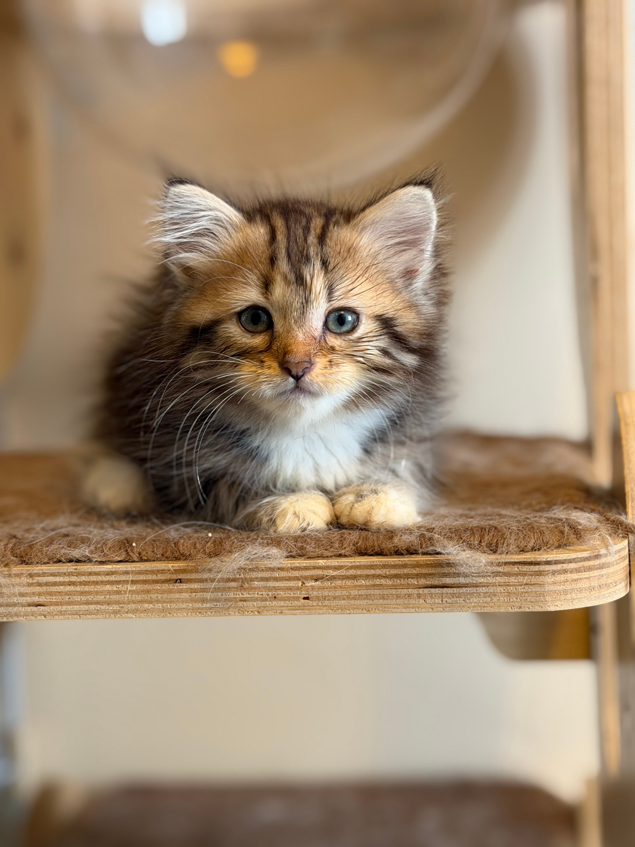 Danielle - Brown Tabby & White Female