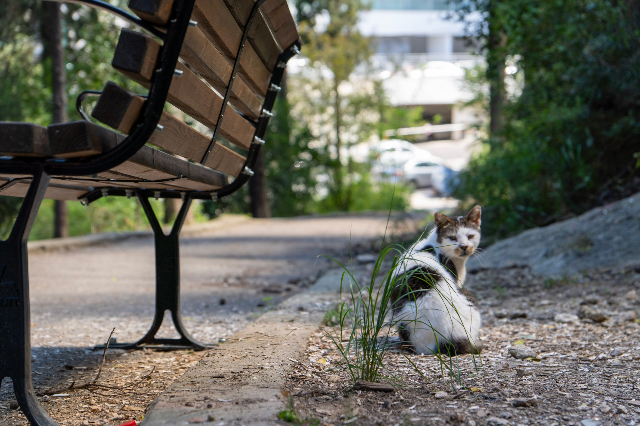 Random cat's. Главное меню