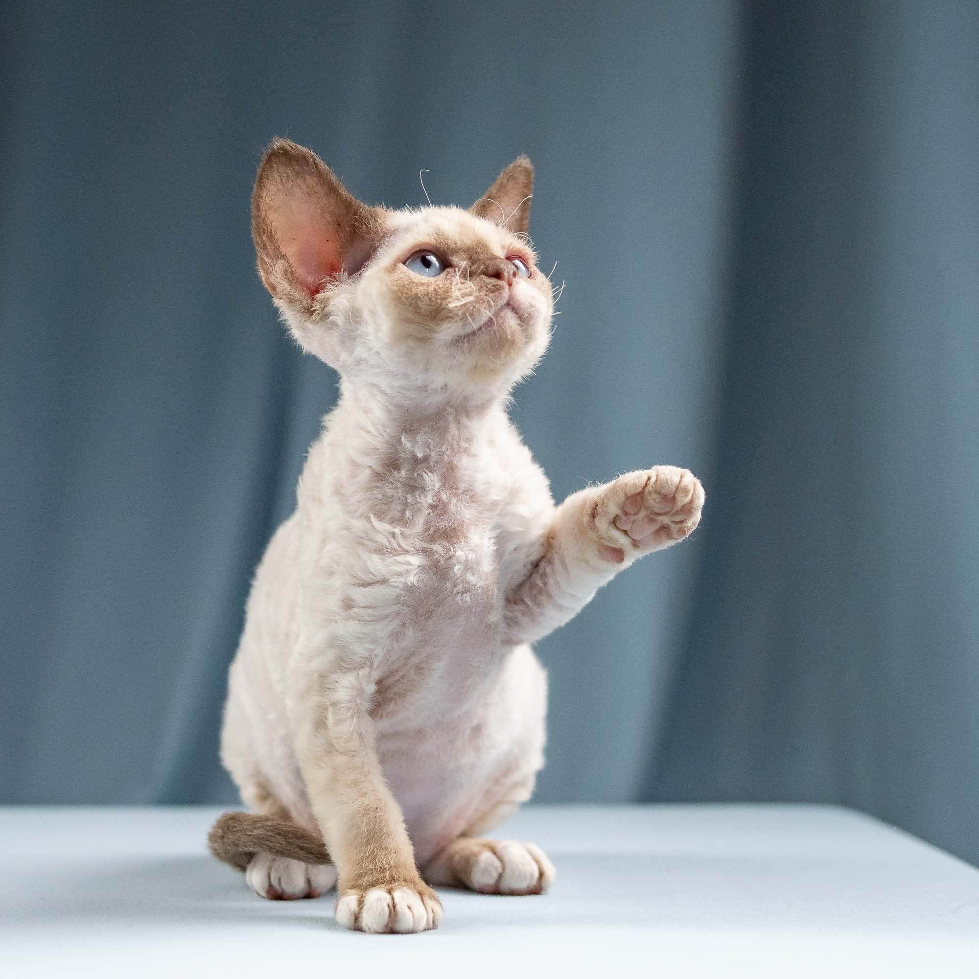 Indy, boy, born 06.01.2025. Devon Rex Pixie Cattery