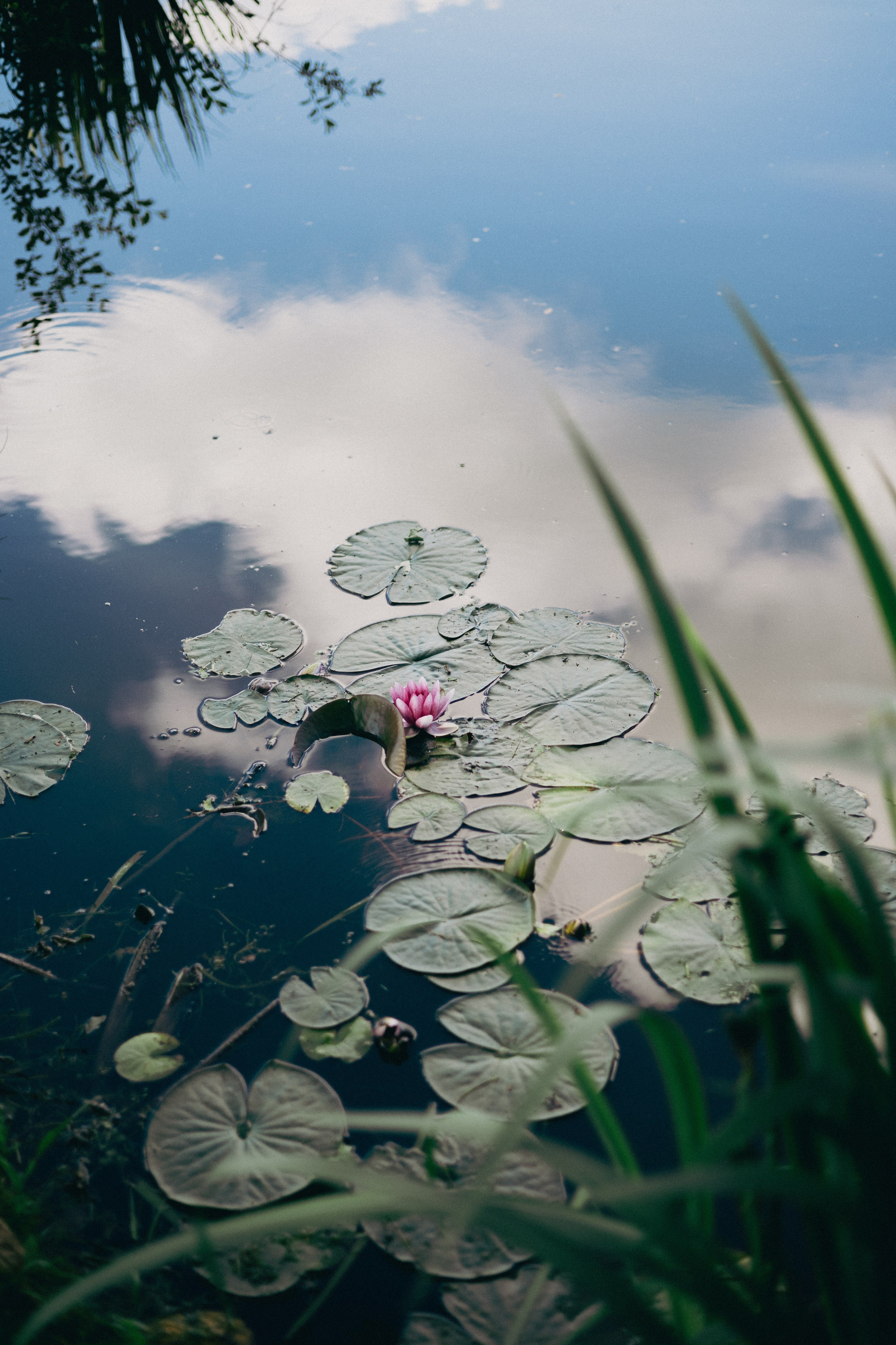 Vasara sode. Портретный фотограф Александра Самозванова