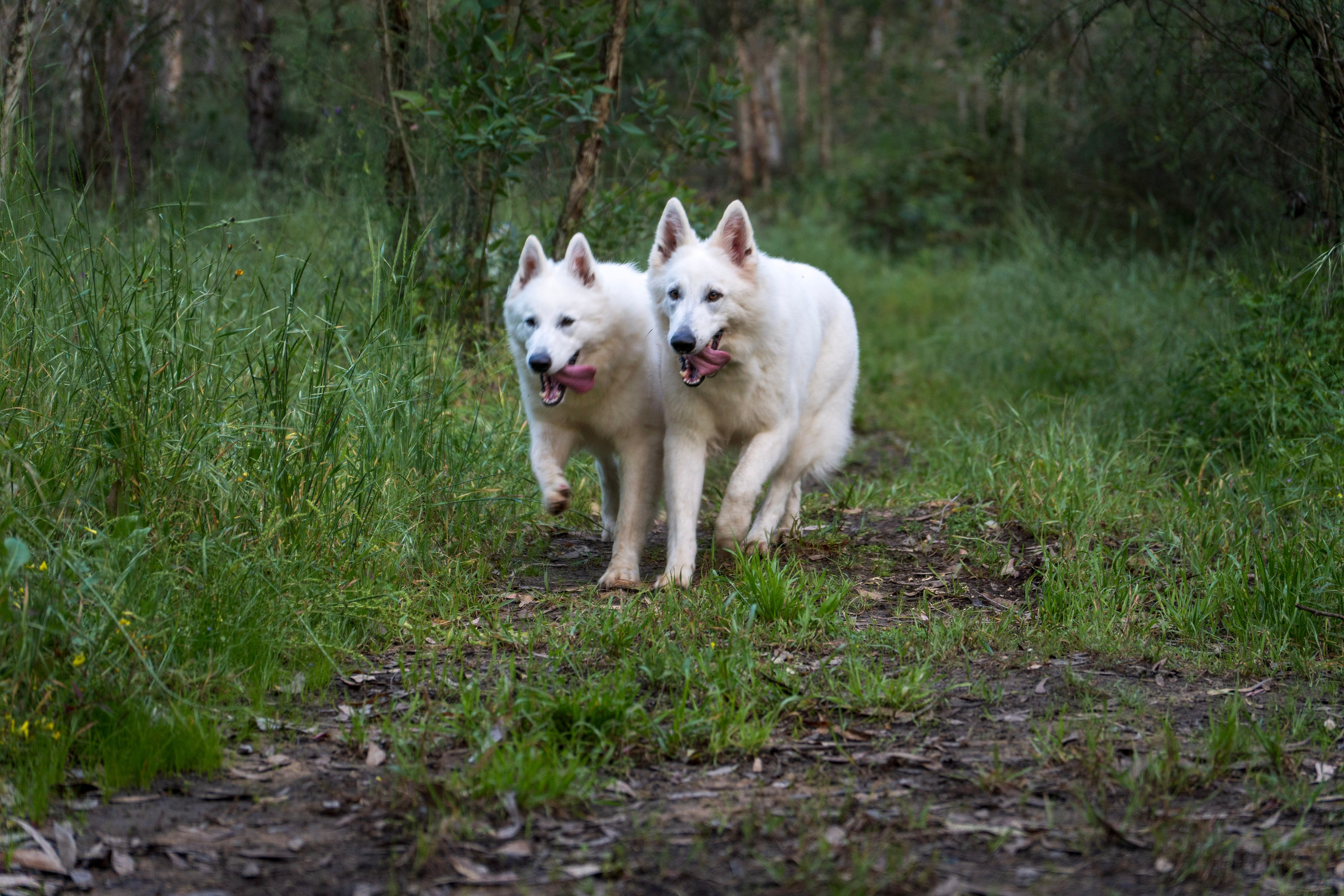 Шельга и Шегги. Главное меню