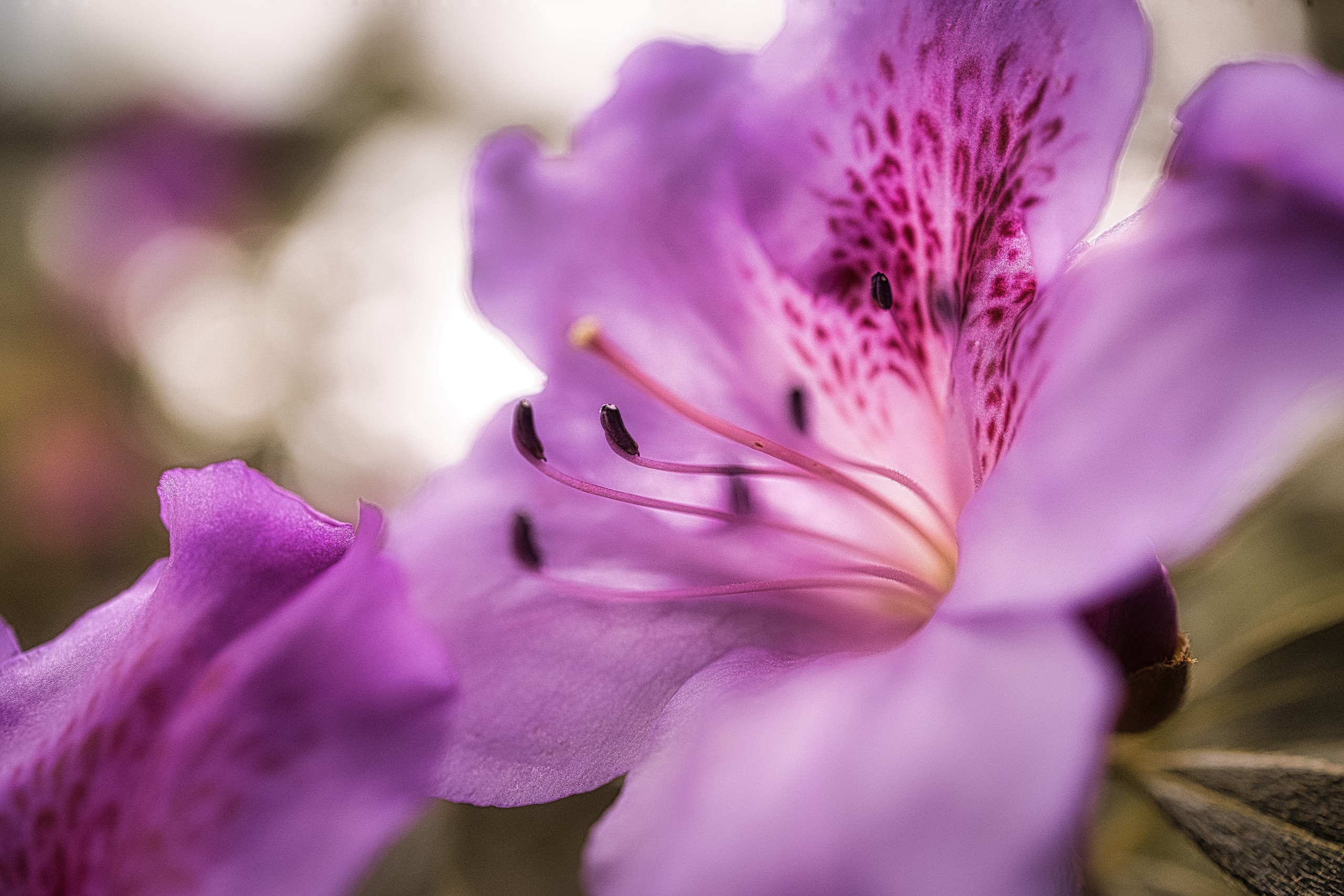Portret bebeluș la botez realizat de Mitroi Iulian