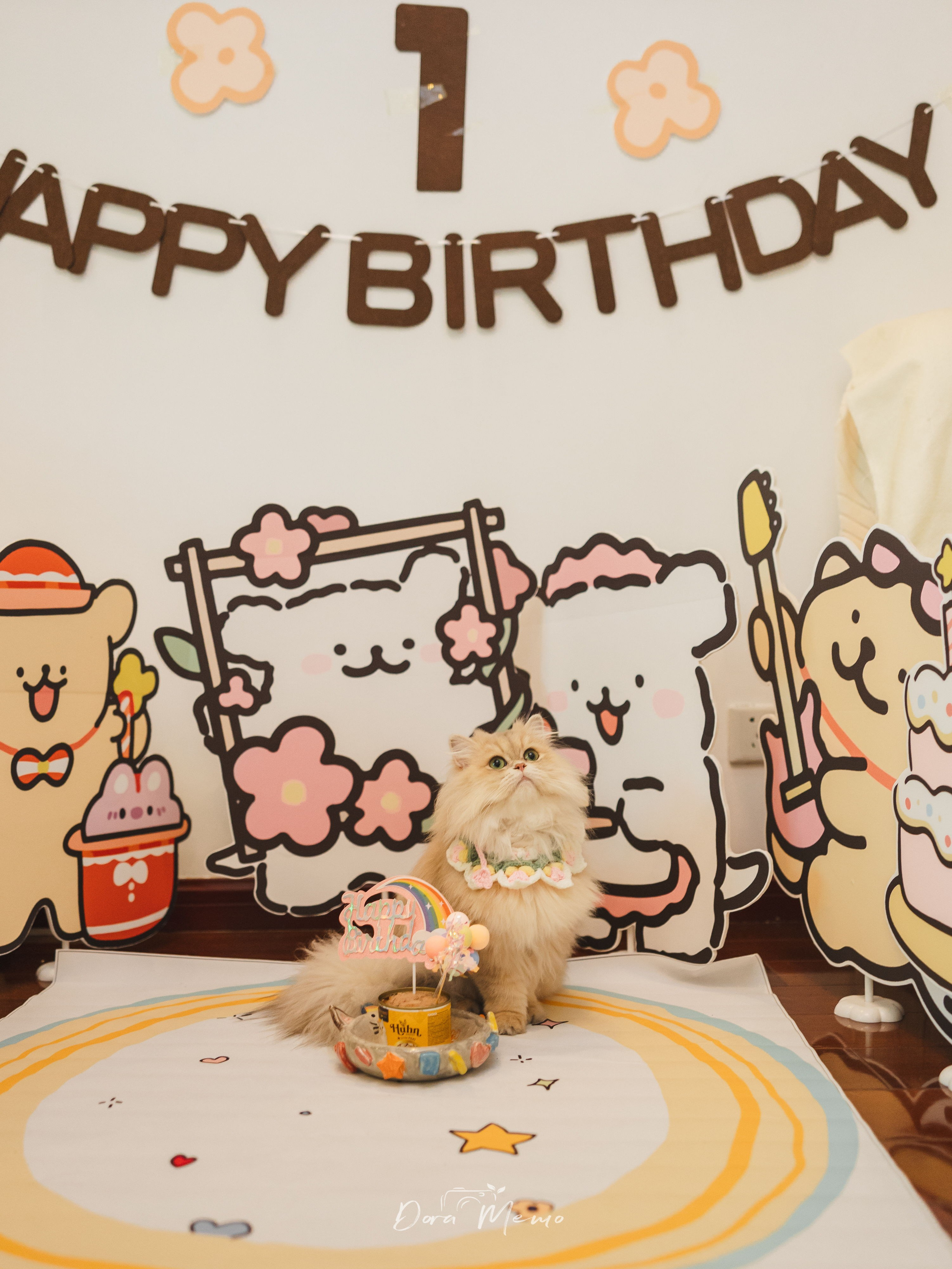 Shanghai Pet Family Photography | A Cat’s First Birthday at Home