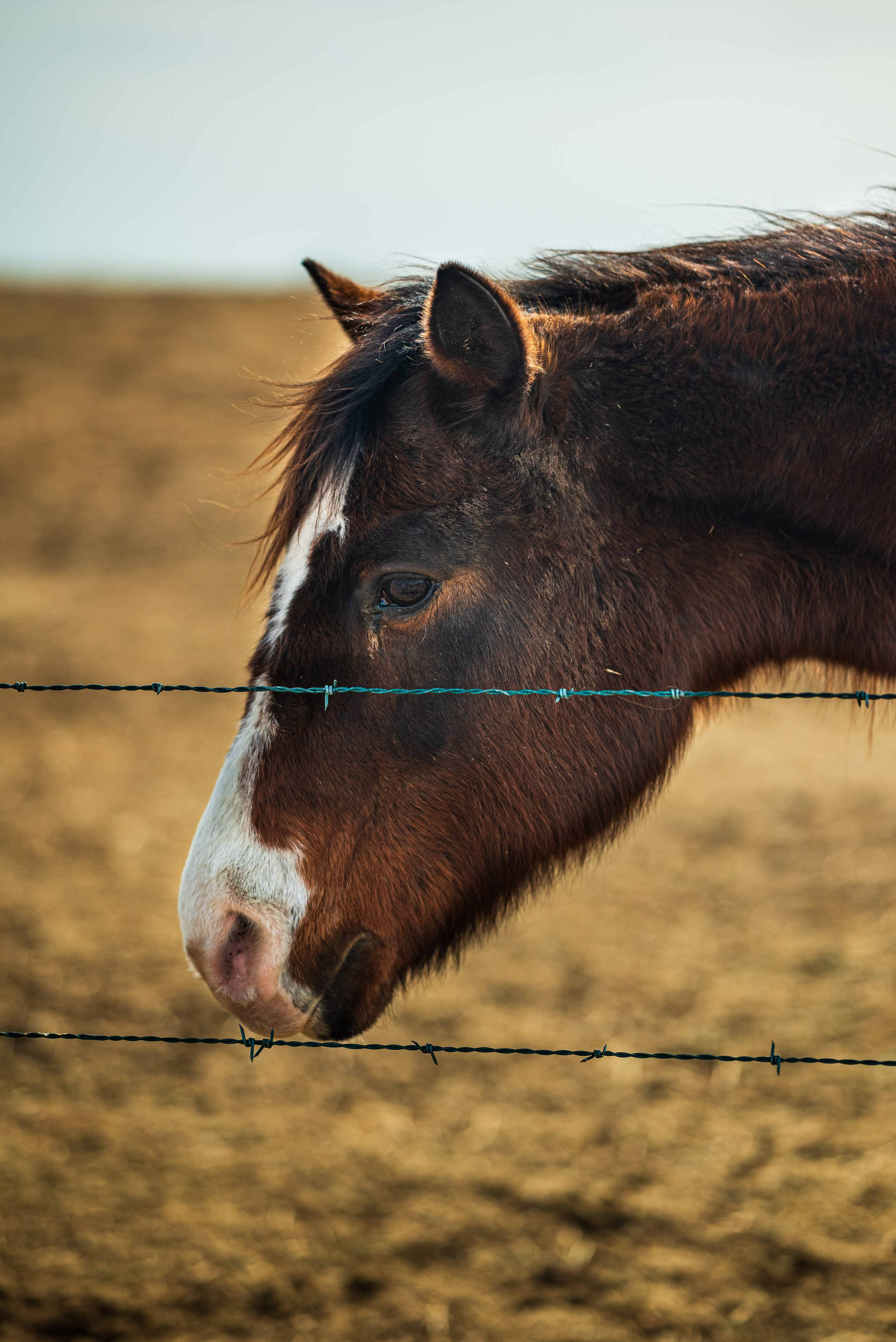 Farm animals. Victoria Lyubchenko — fine art photography in Bismarck, ND