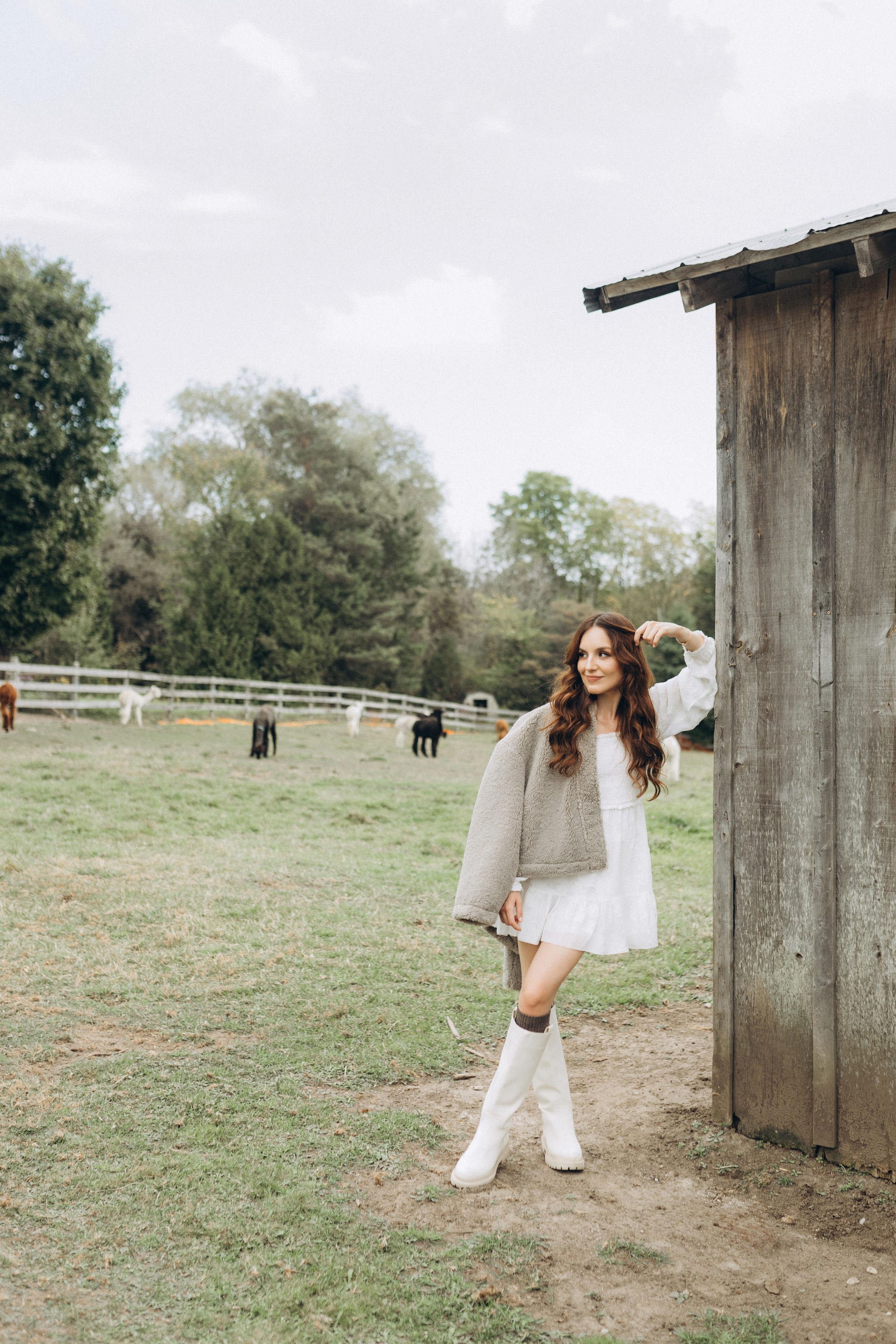 Alpacas Farm. Chernenko.photography