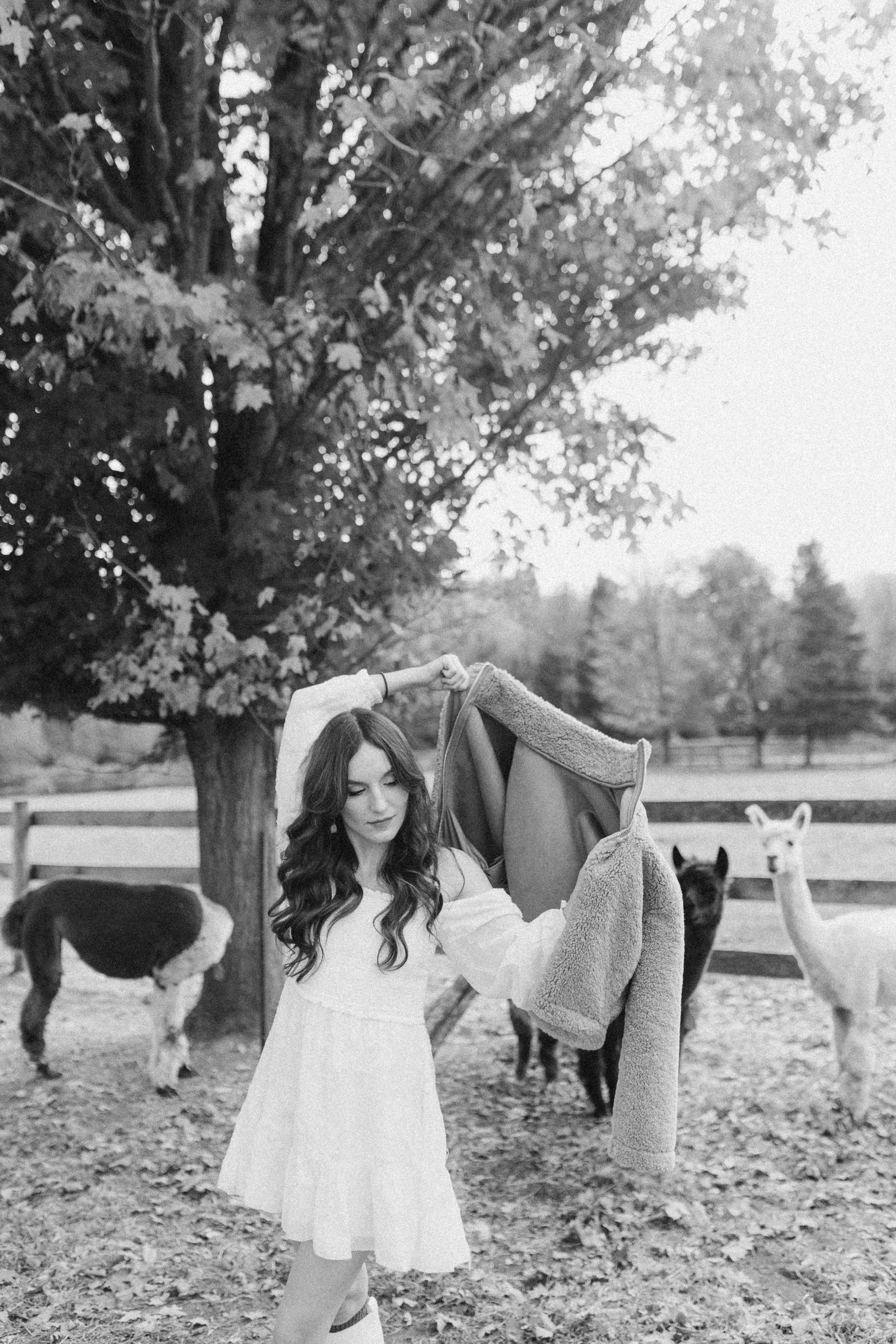 Alpacas Farm. Chernenko.photography
