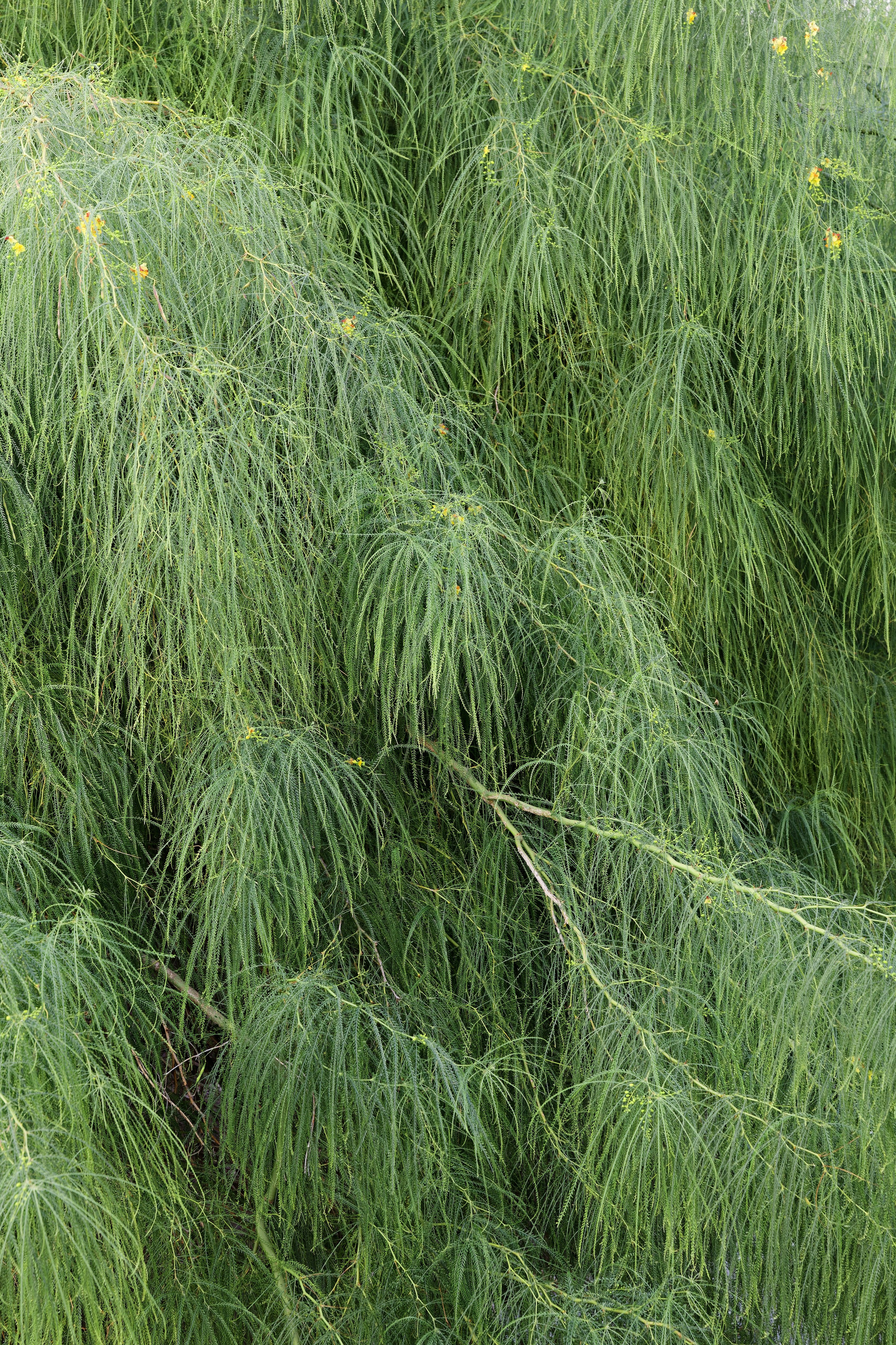 Welcome dinner of Gracie & Joe at Gran Villa Rosa