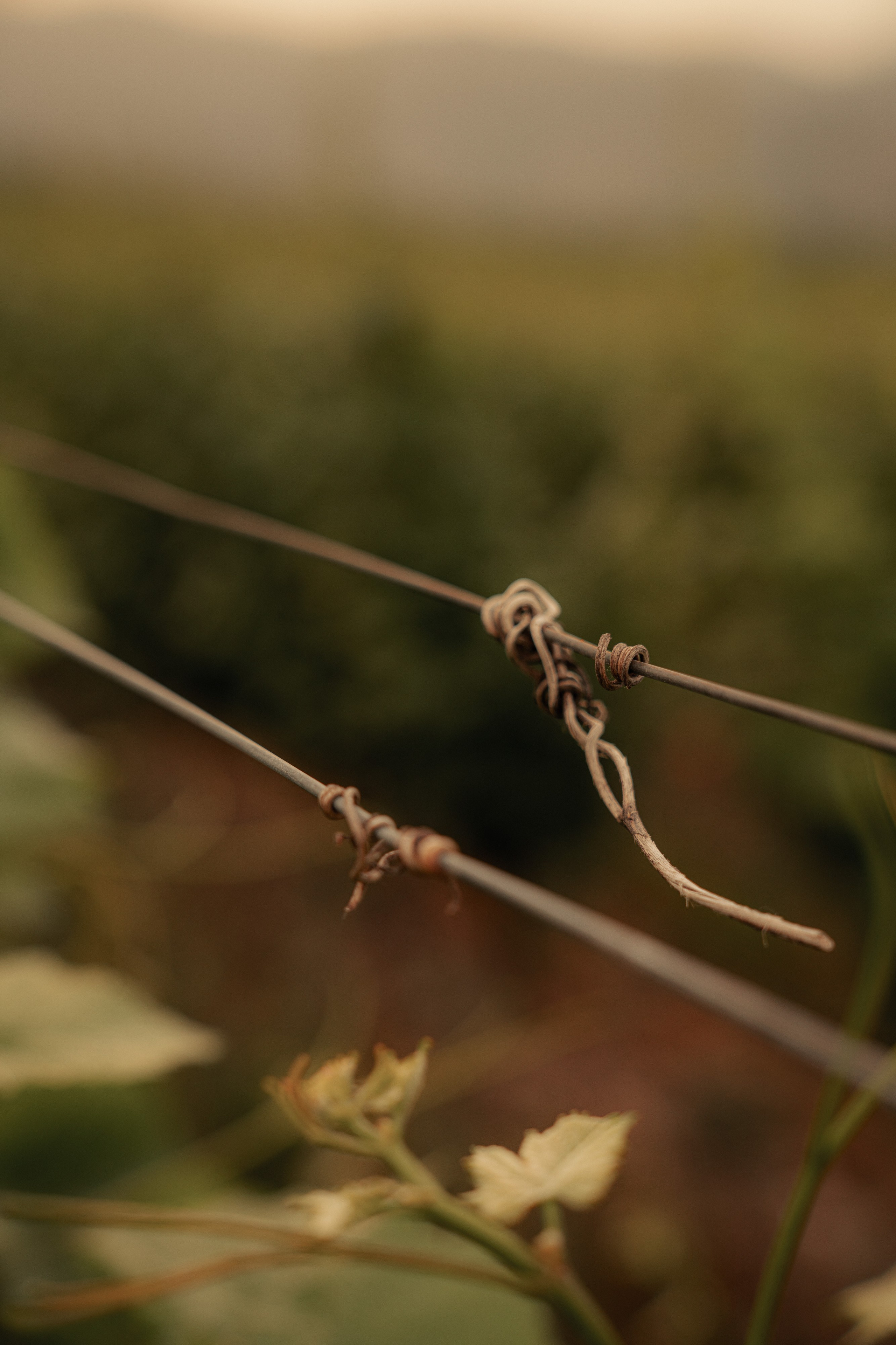 Estates Costa Lazaridi