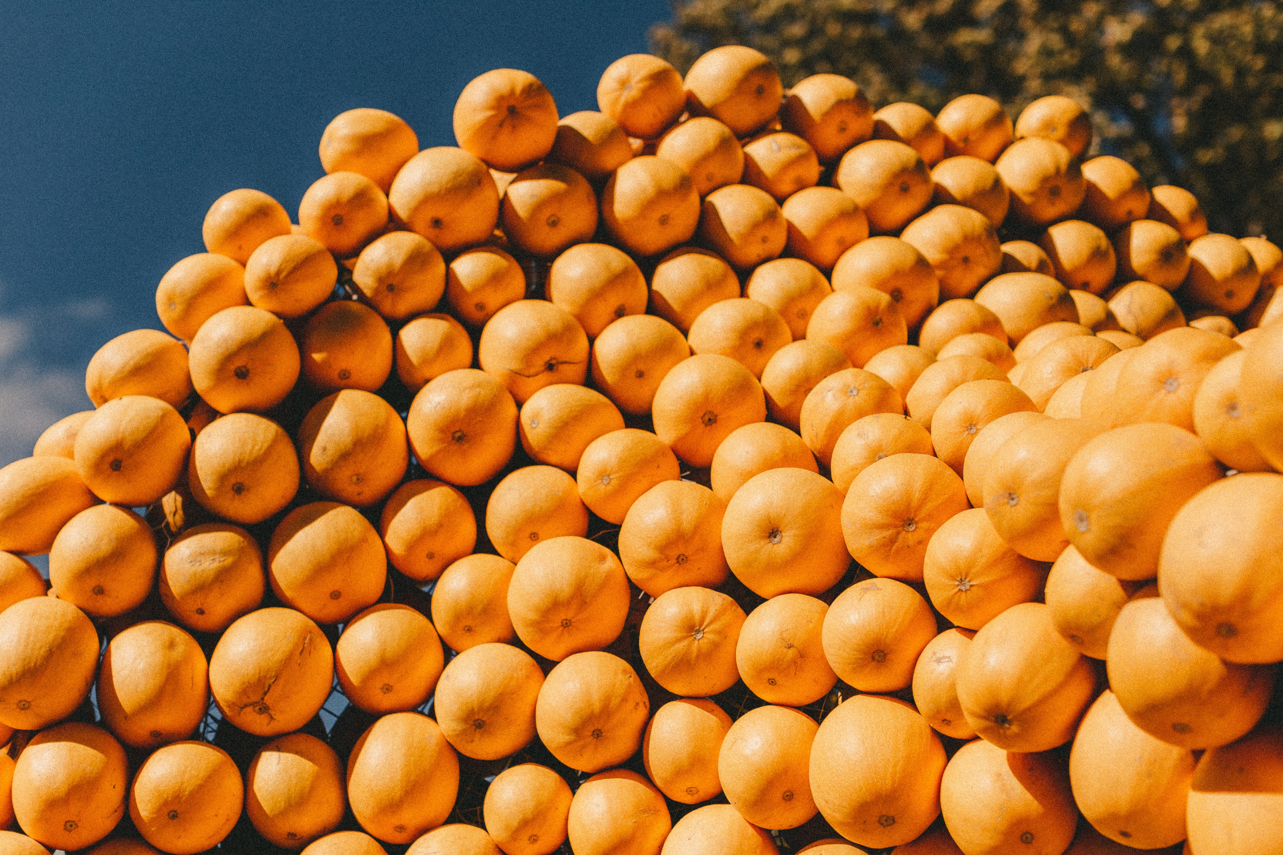 Фестиваль тыкв в Людвигсбурге. Фотограф в Германии — Мария Чистякова