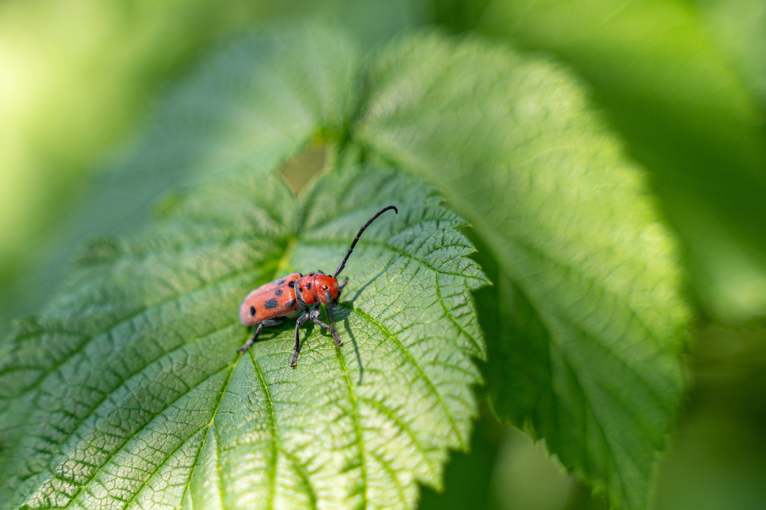 Things. ARTIGO Igor Rudyi Art Photography