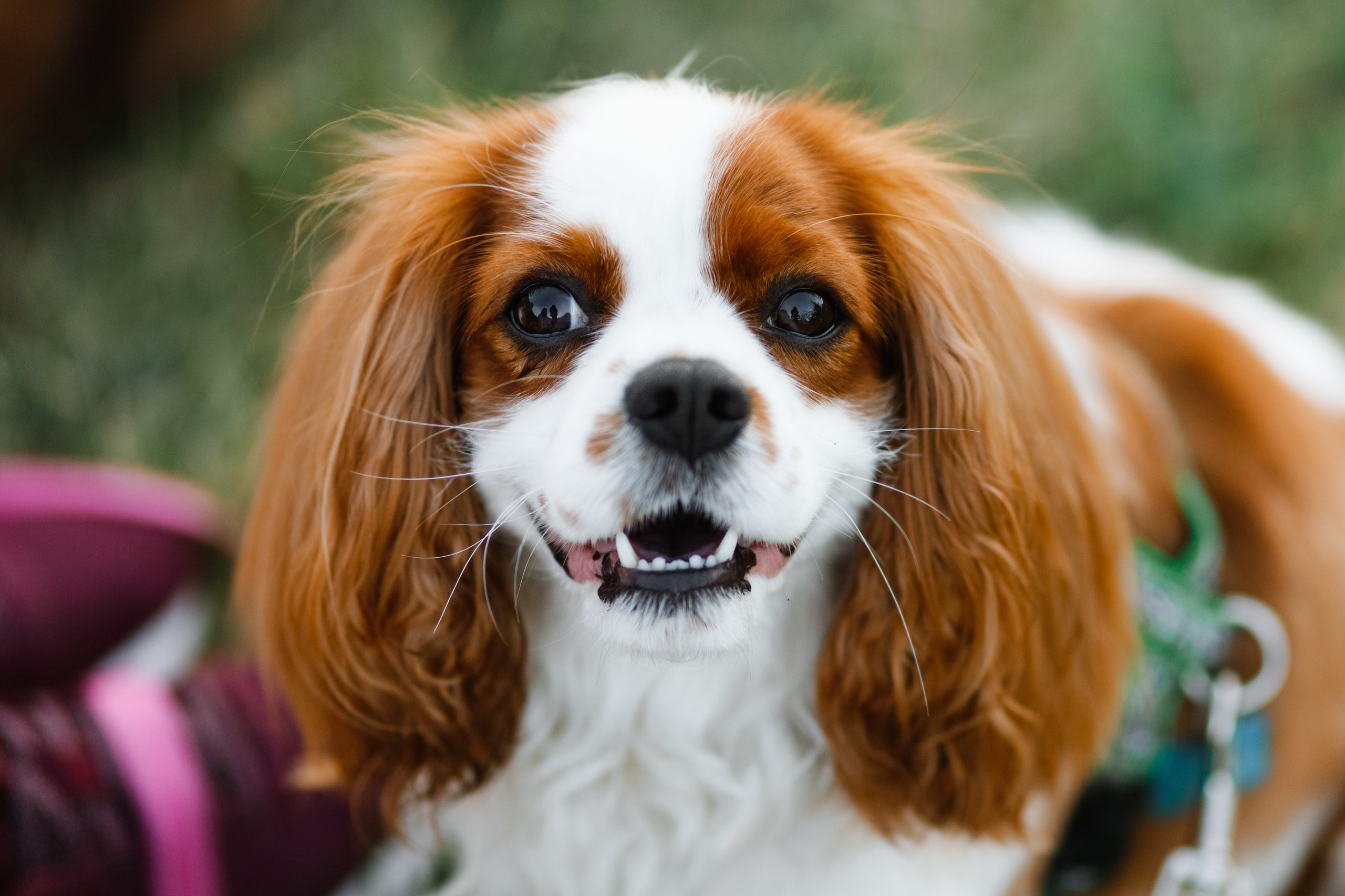 Frisbee workshop of Darya Lukina. Kaja | fotograf we Wrocławiu | ludzie i psy