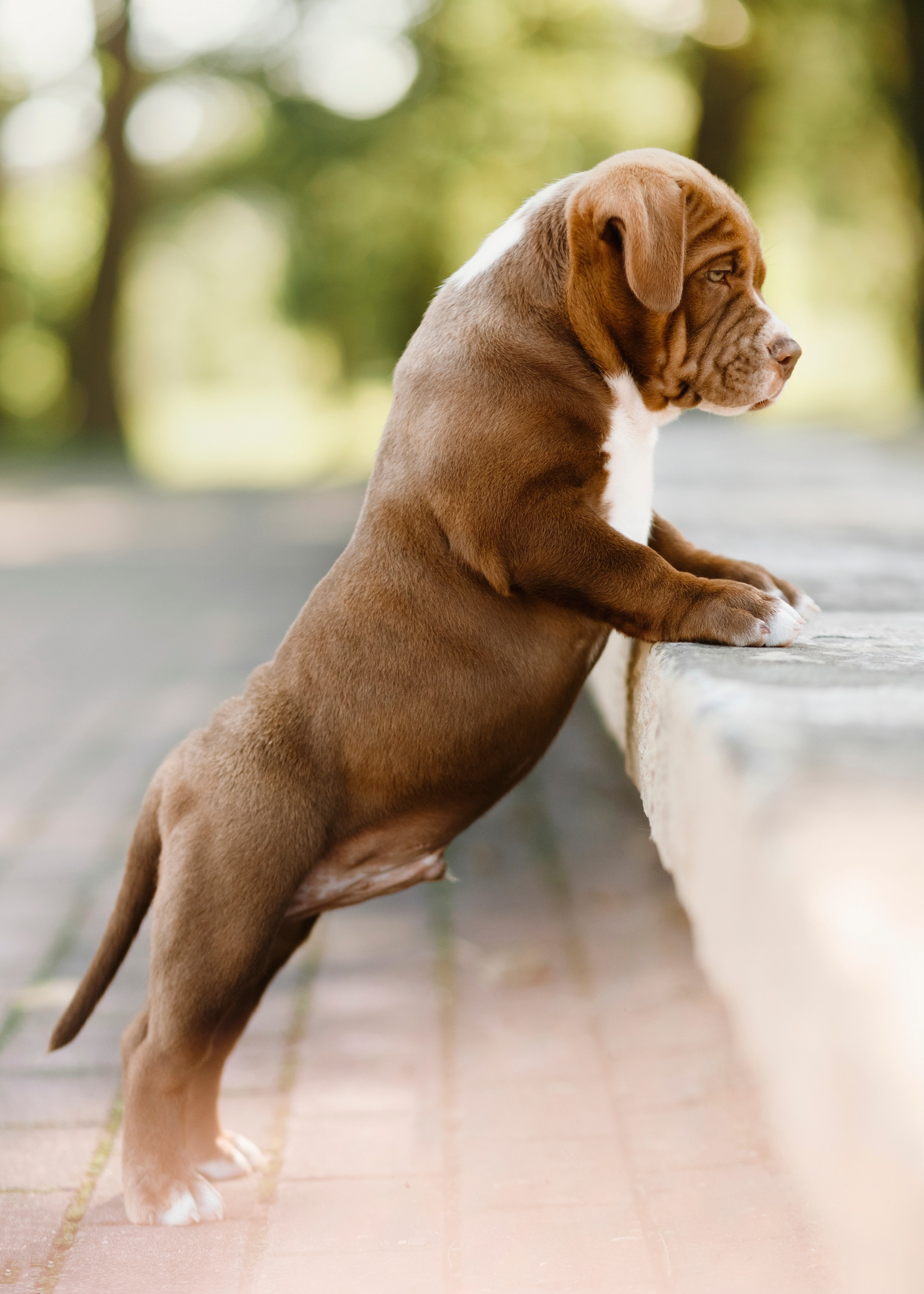 Bullie puppies. Kaja | fotograf we Wrocławiu | ludzie i psy