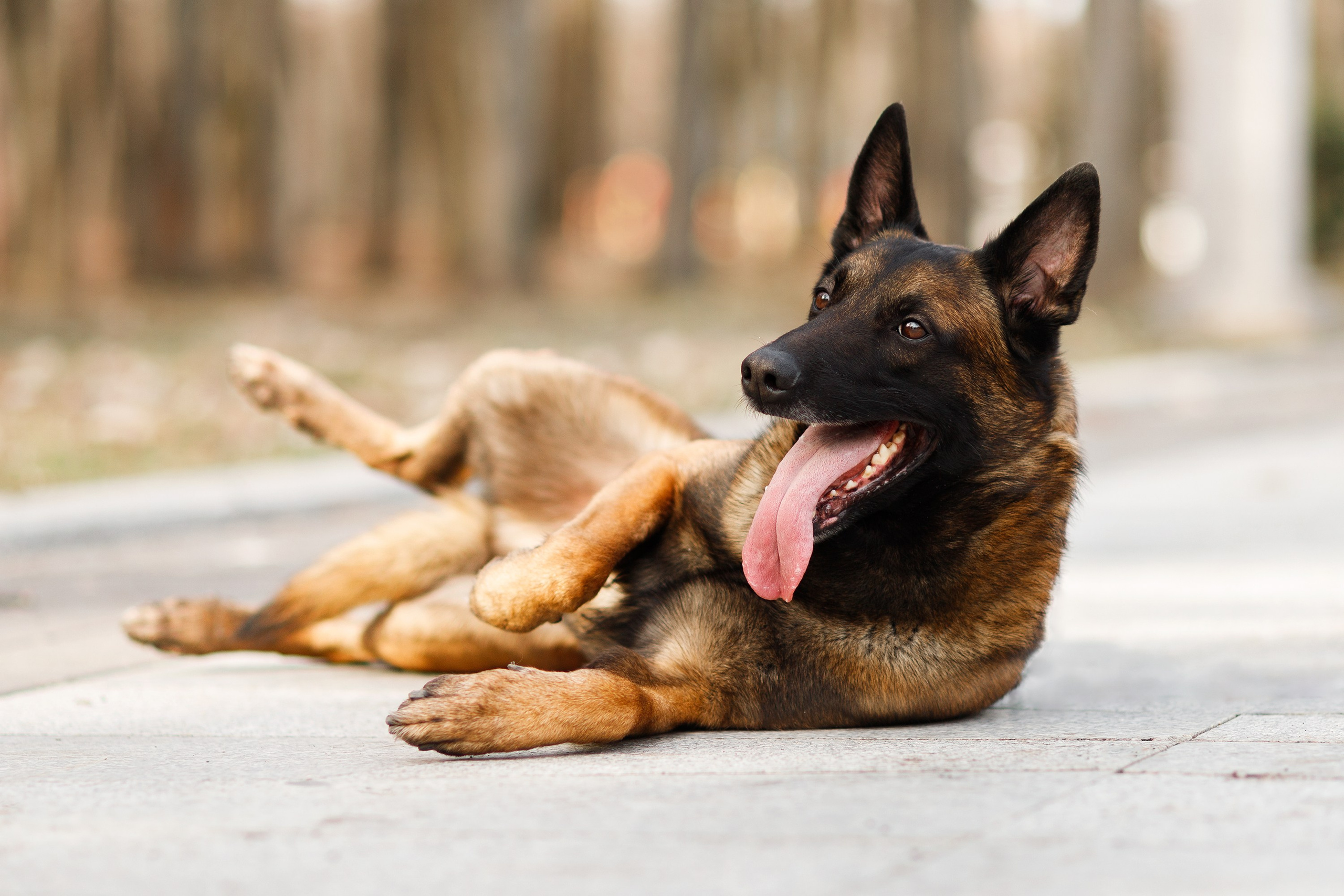 Autumn photo day for dog handler. Kaja | fotograf we Wrocławiu | ludzie i psy