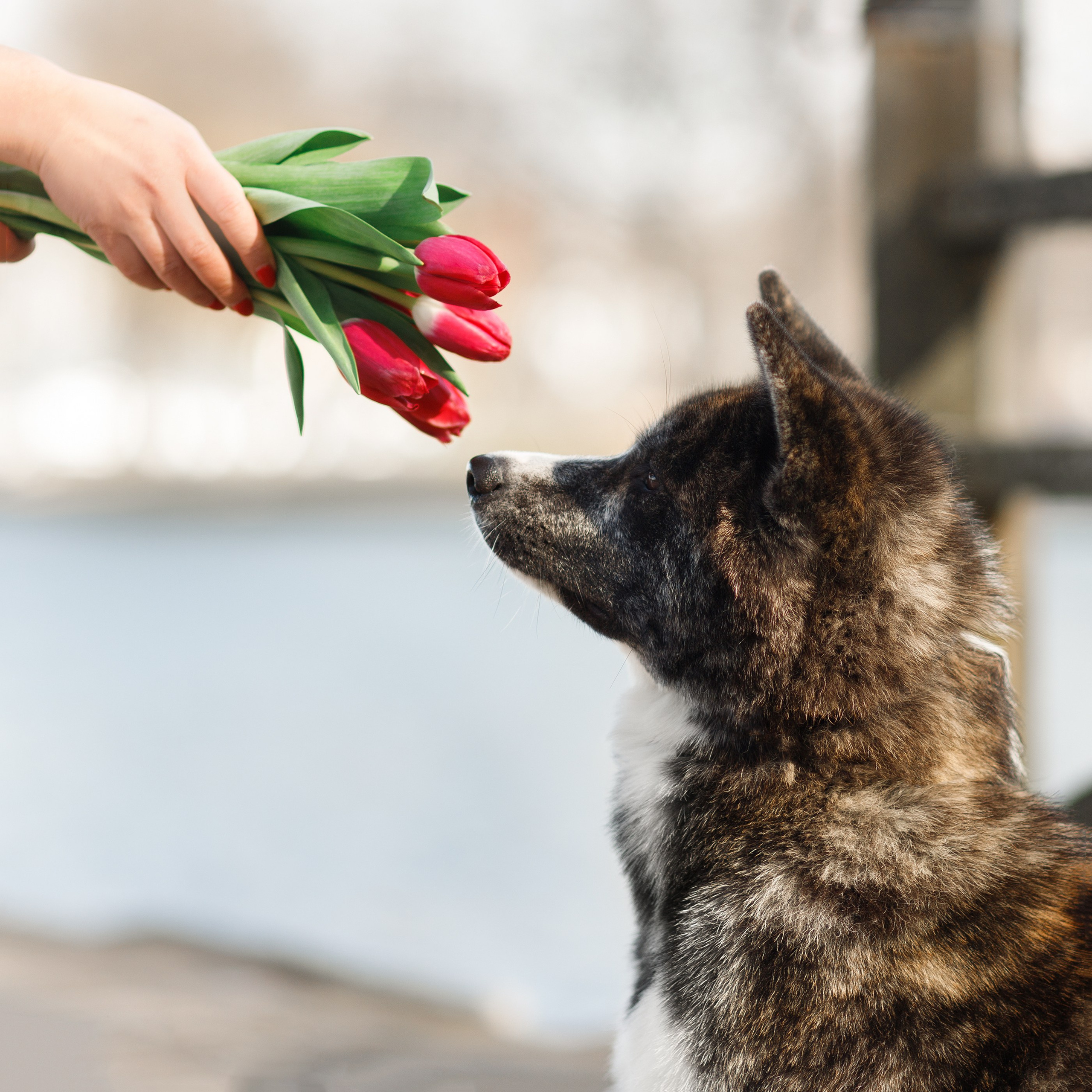 Autumn photo day for dog handler. Kaja | fotograf we Wrocławiu | ludzie i psy