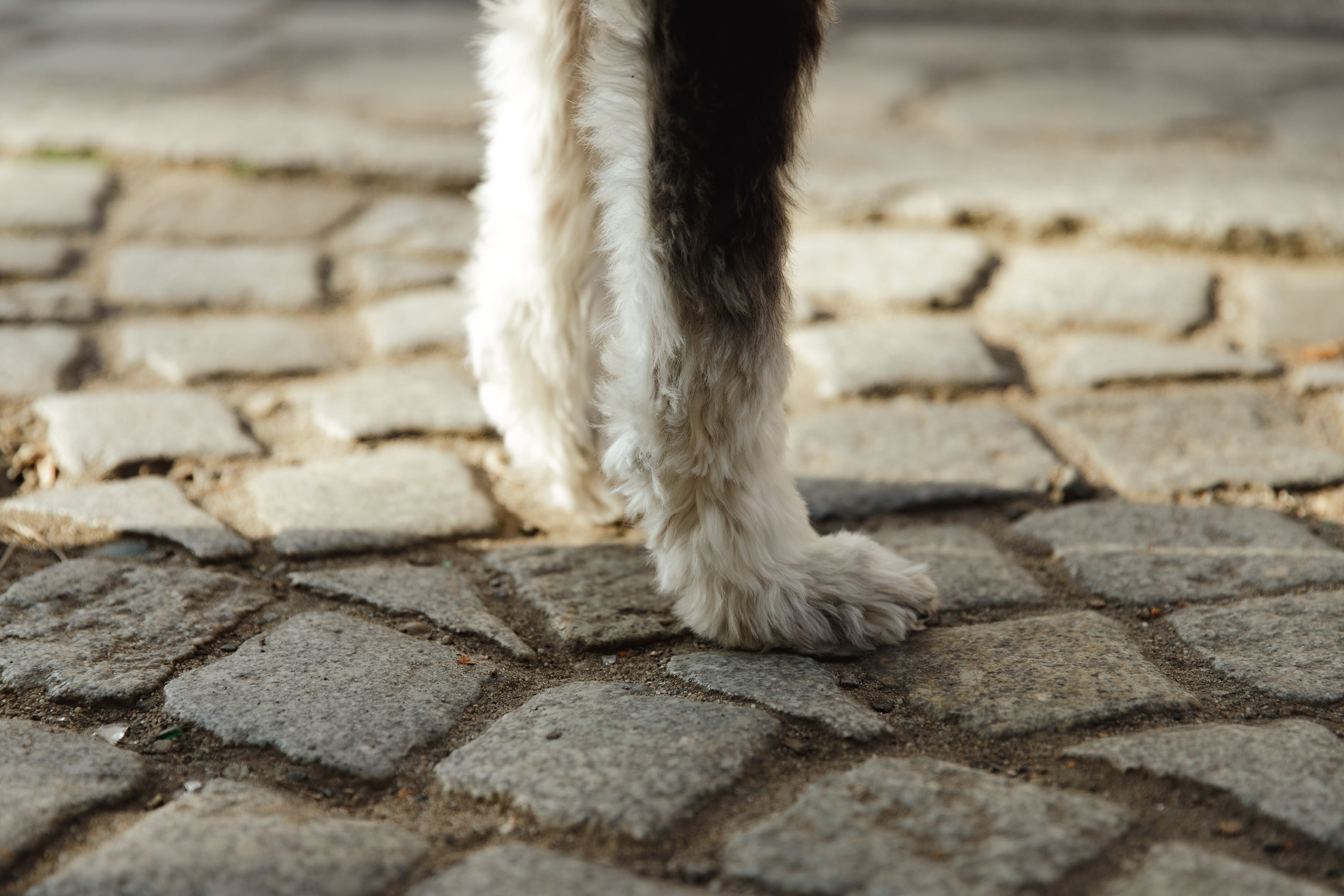 Lera & Flora. Kaja | fotograf we Wrocławiu | ludzie i psy