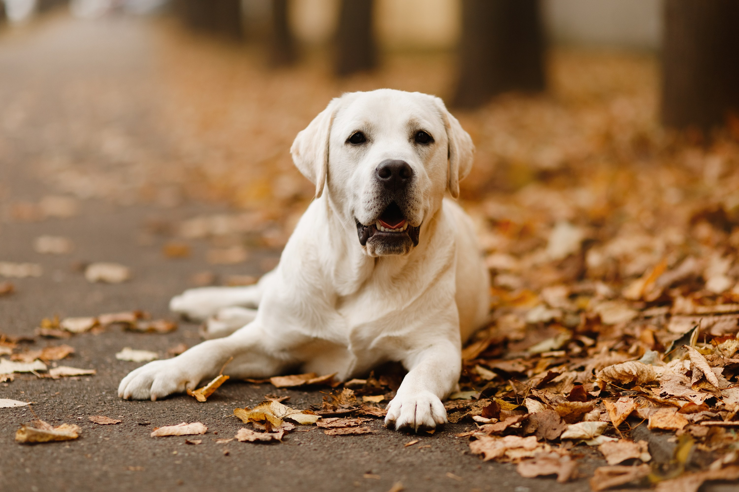 Tatiana & Tessa. Kaja | fotograf we Wrocławiu | ludzie i psy