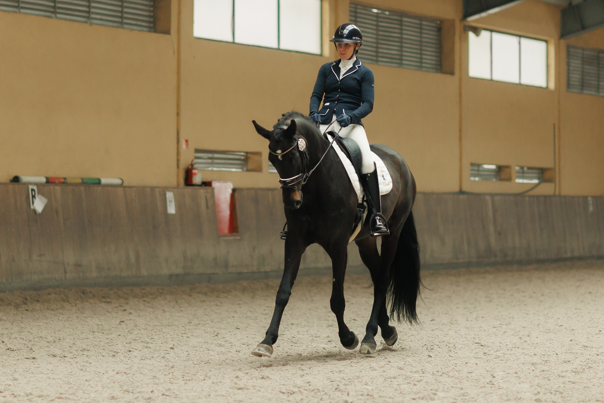 Fotografia koni Wrocław \ ujeżdżenie, Partynice. Kaja | fotograf we Wrocławiu | ludzie i psy