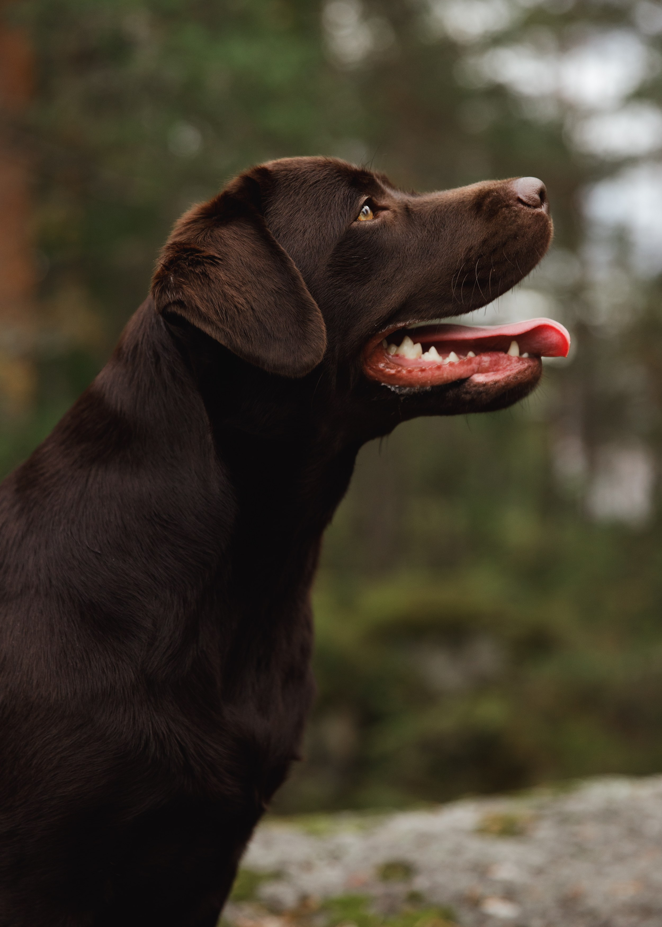 Finnish mossy hills. Kaja | fotograf psów we Wrocławiu