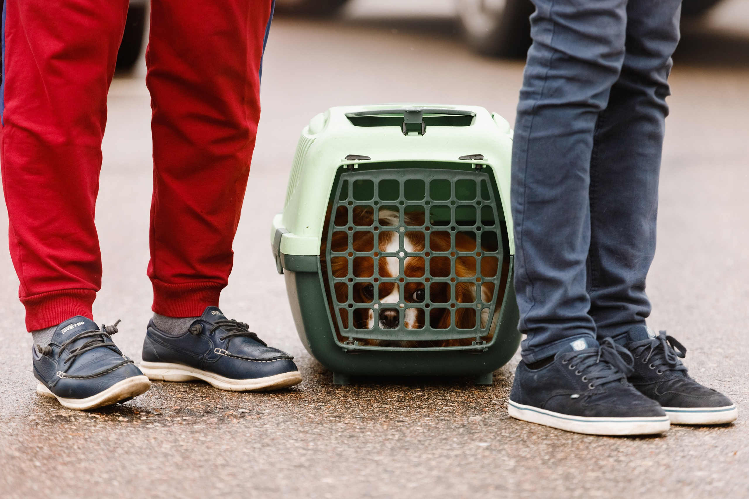 Rainy dog show in Grodno. Kaja | fotograf we Wrocławiu | ludzie i psy