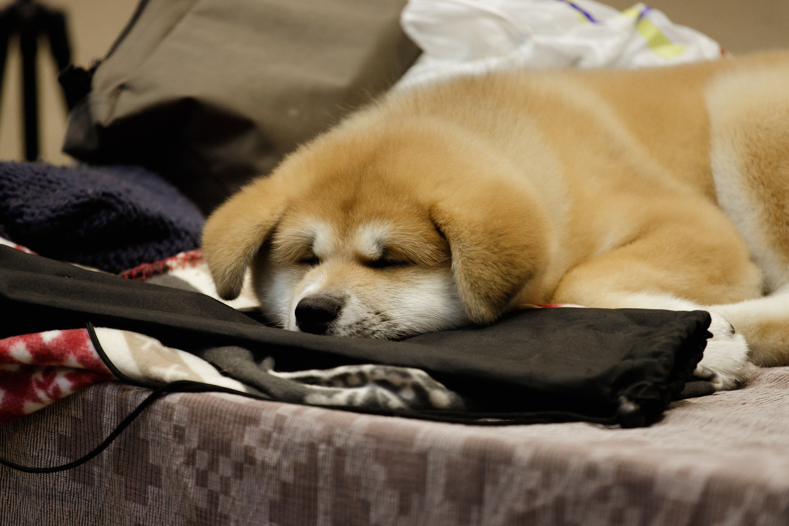 Dog shows | the best ones. Kaja | fotograf psów we Wrocławiu