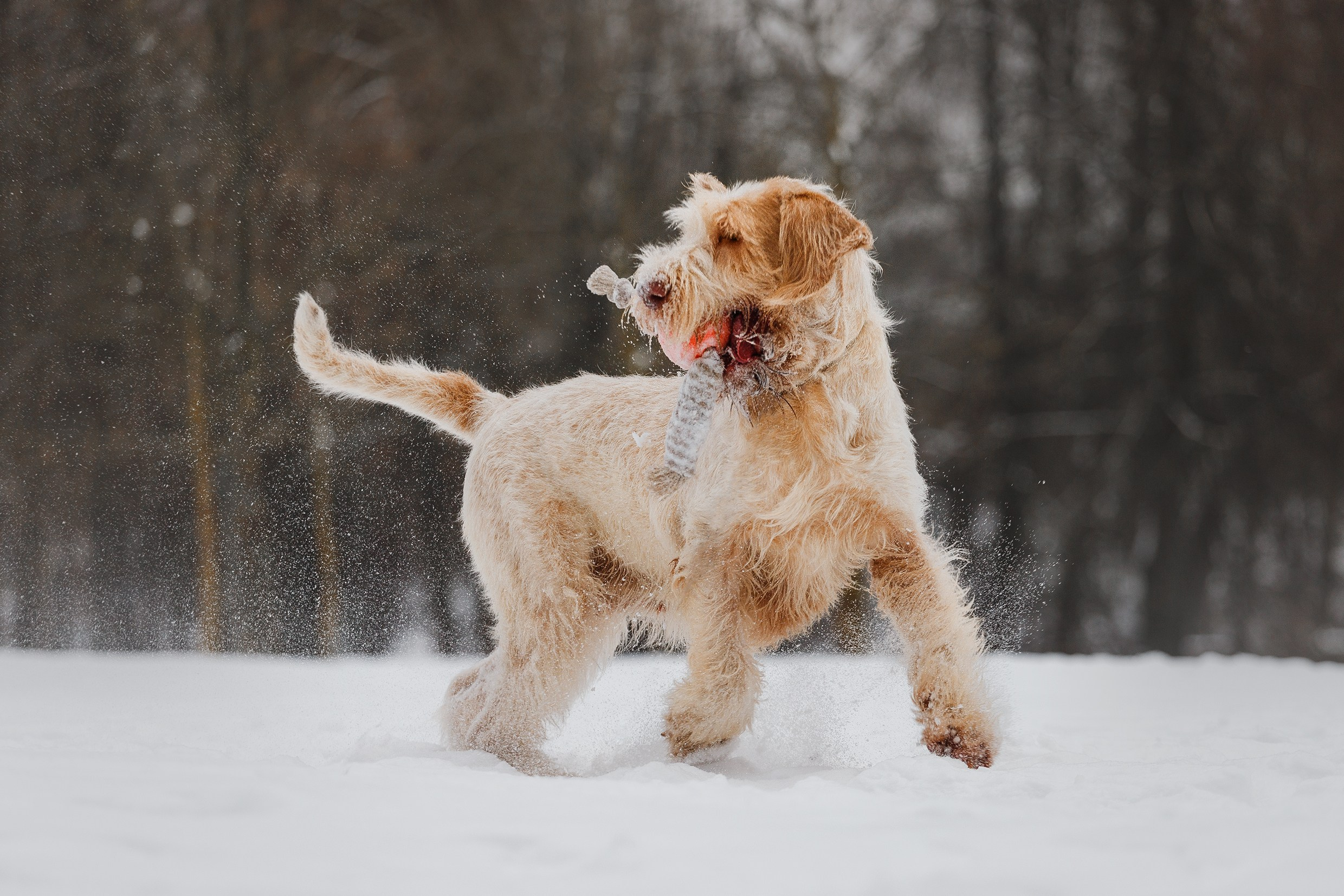 Kerry blue terrier & italian spinone. Kaja | fotograf we Wrocławiu | ludzie i psy