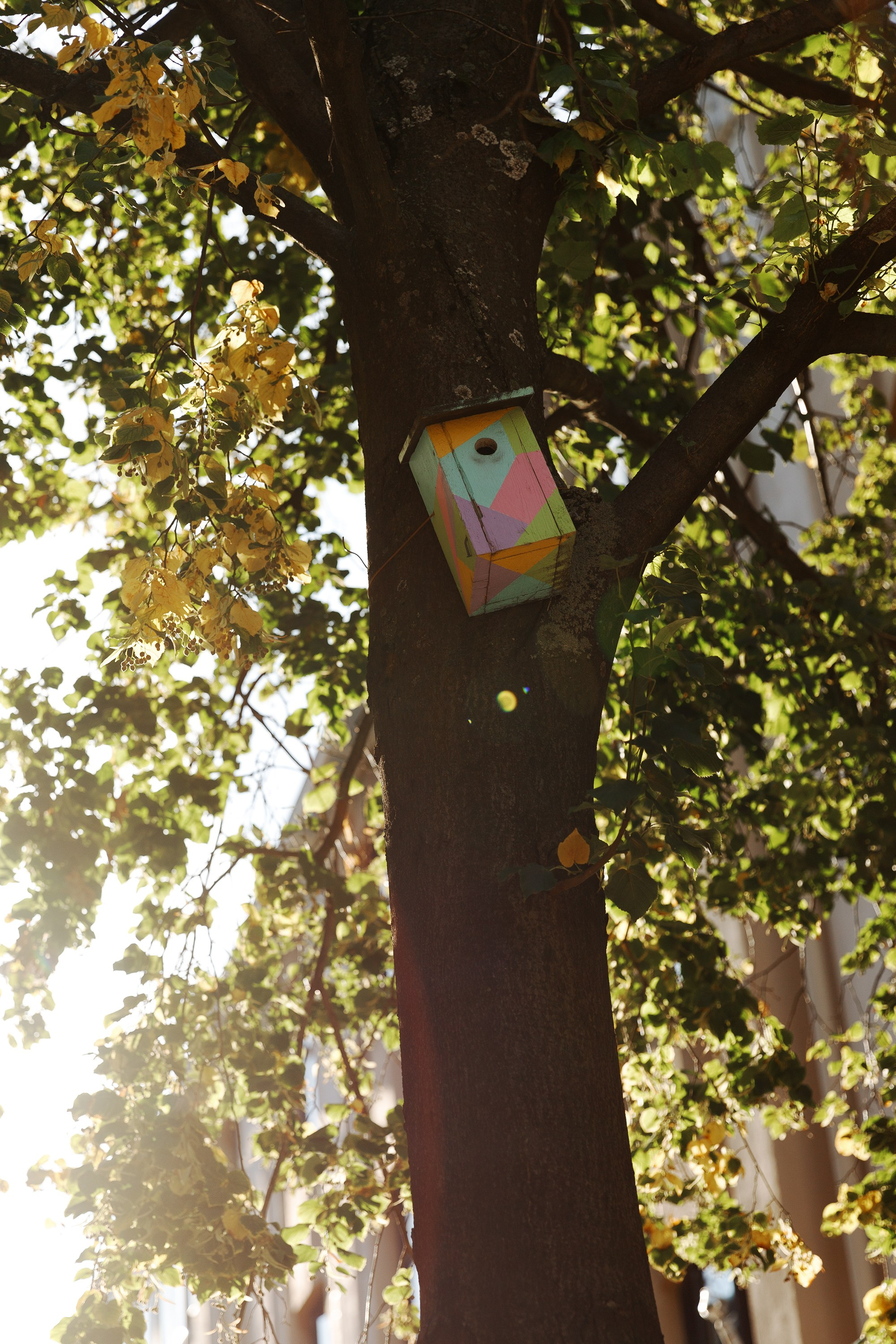 Helsinki. Kaja | fotograf psów we Wrocławiu