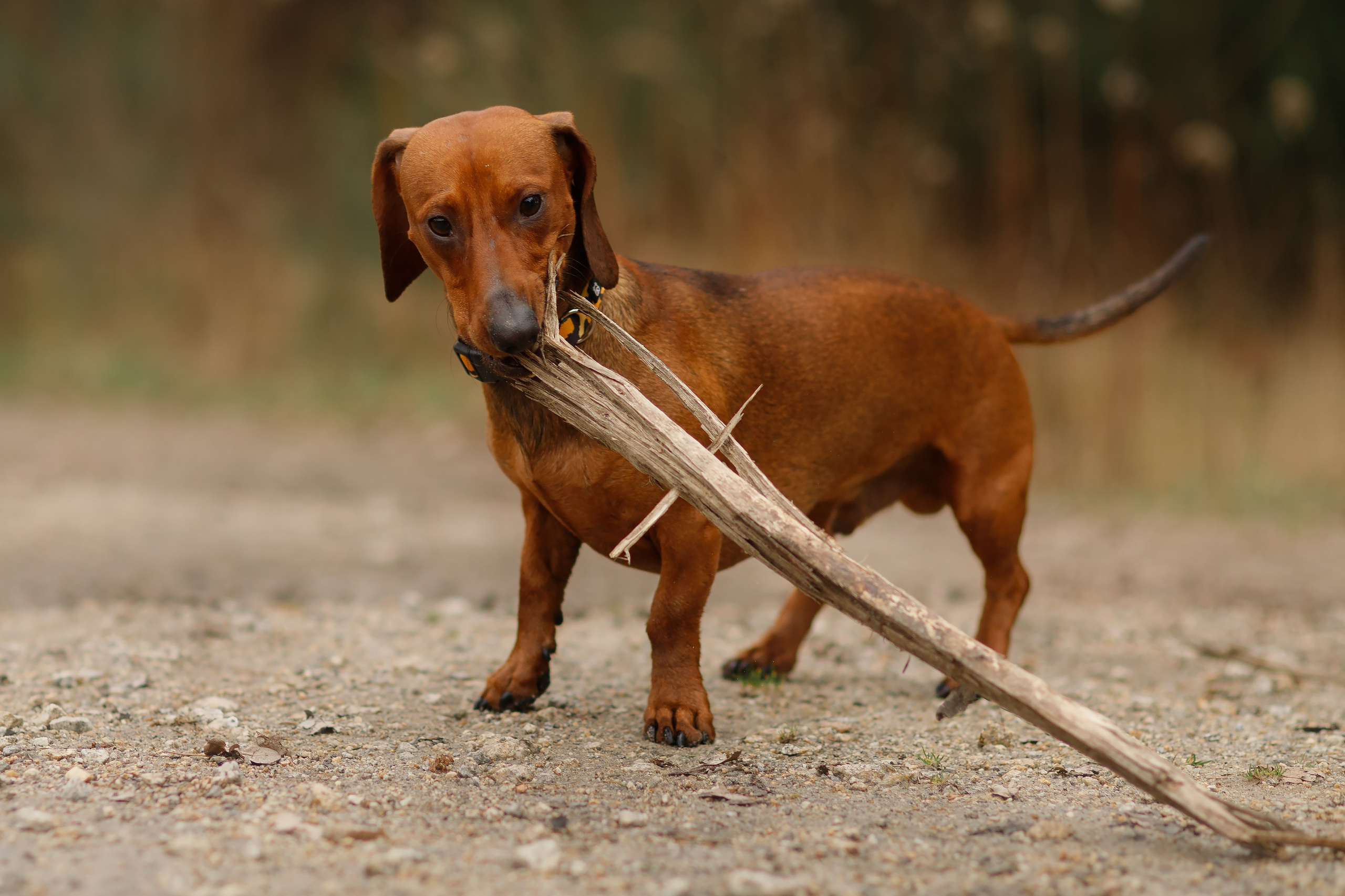 Ania, Franek & Vincent. Kaja | fotograf psów we Wrocławiu