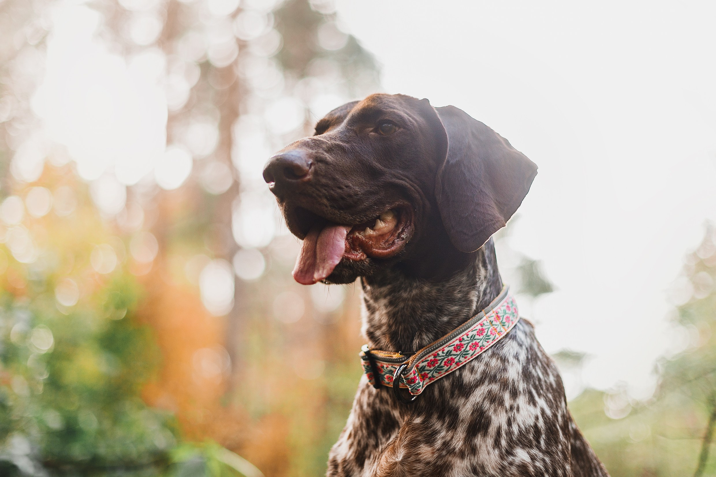 «Kasmach» dogs ammunition. Kaja | fotograf we Wrocławiu | ludzie i psy