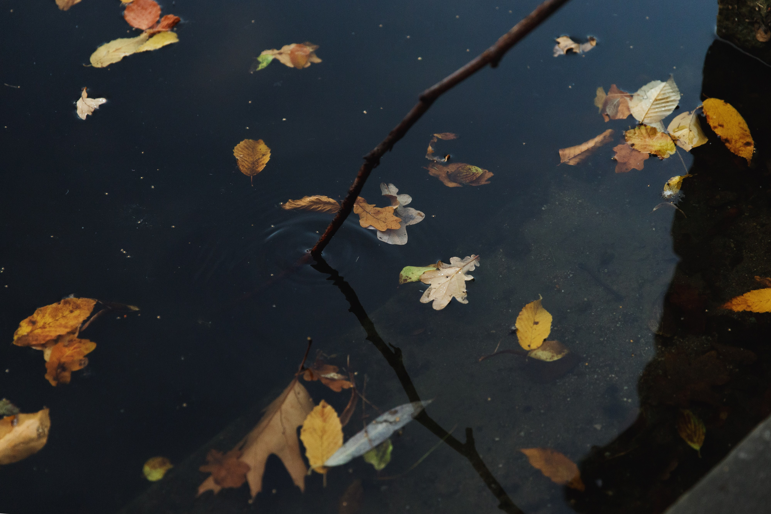 Tatiana & Adam. Kaja | fotograf psów we Wrocławiu