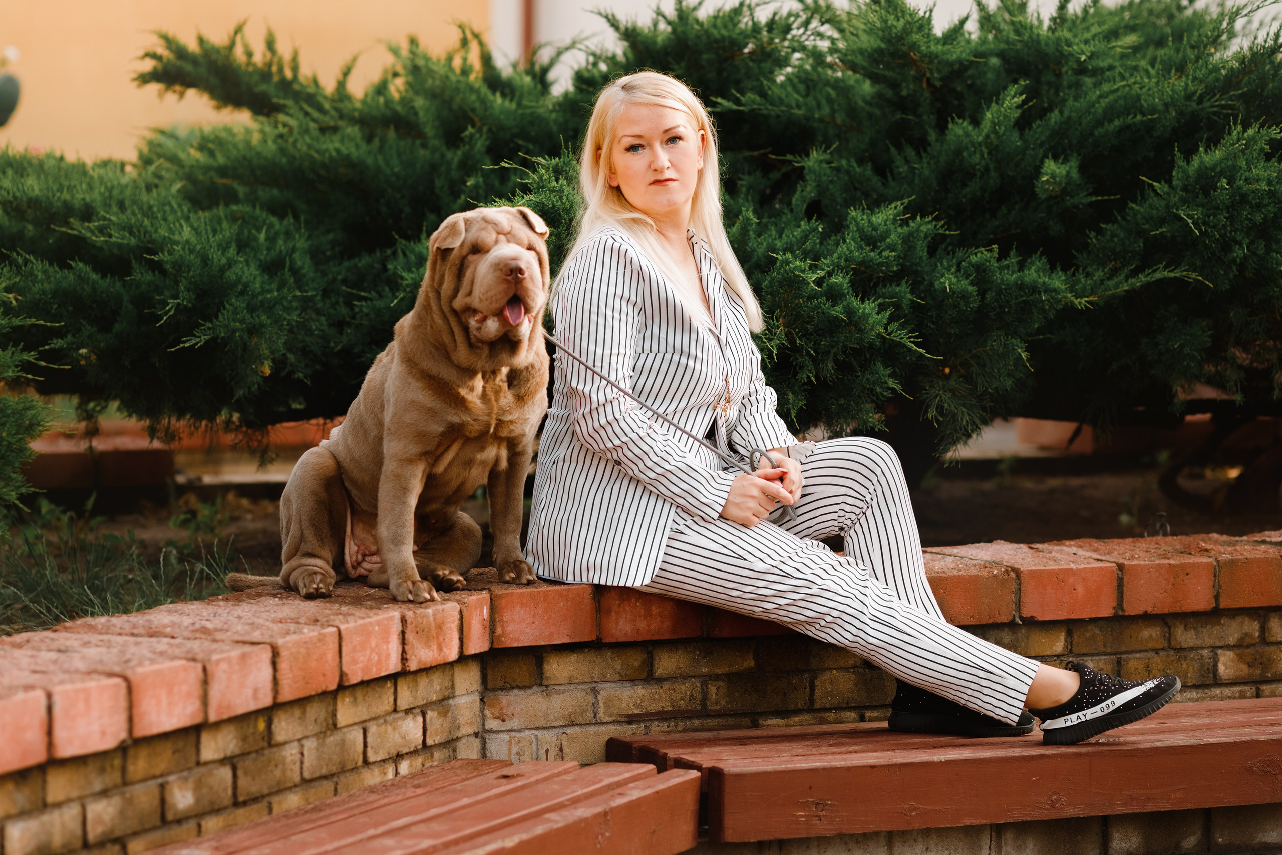 Shar pei in the city. Kaja | fotograf psów we Wrocławiu