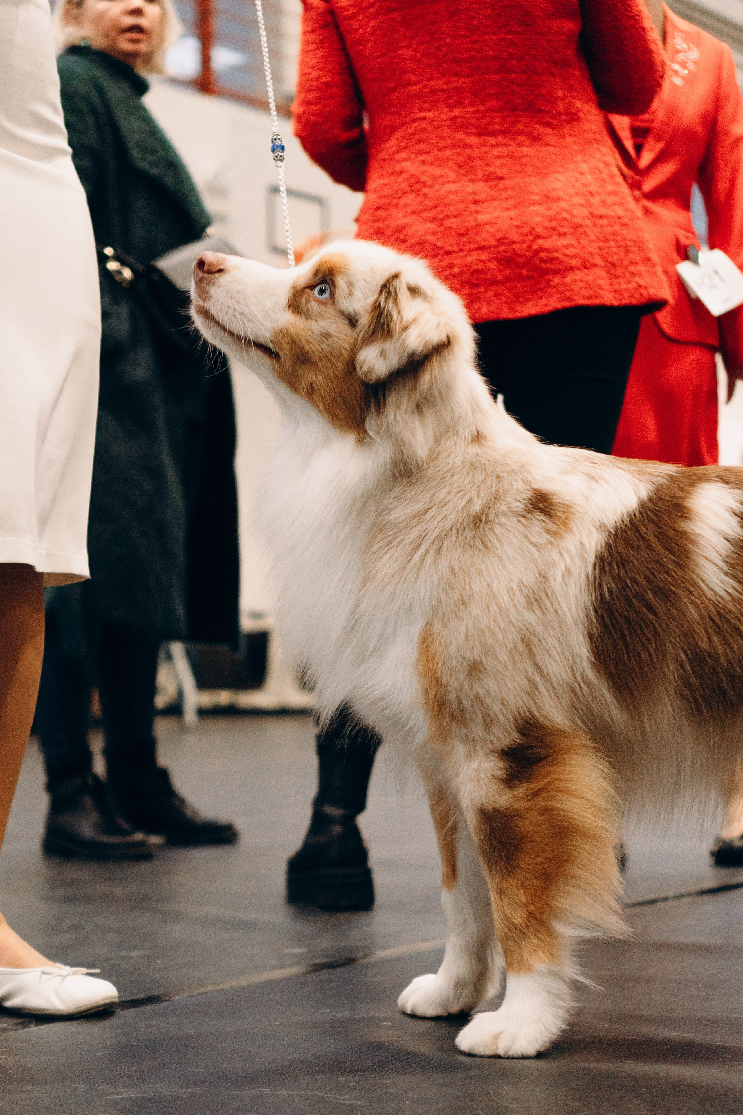 Pärnu dog weekend photo report. Kat Laisaar — Pet photographer in Tallinn