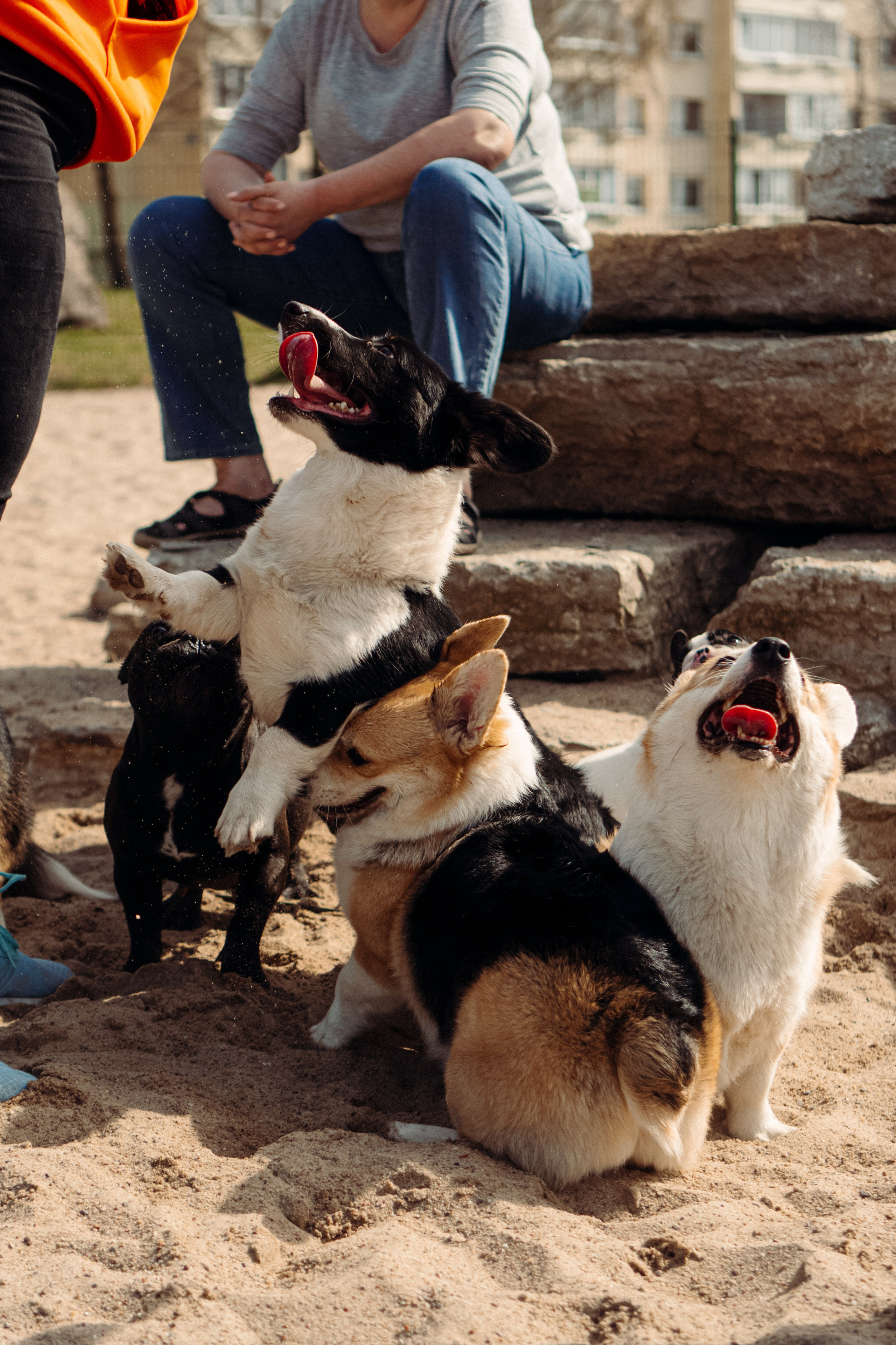 Corgi party, 18 apr. 2025. Kat Laisaar — Pet photographer in Tallinn