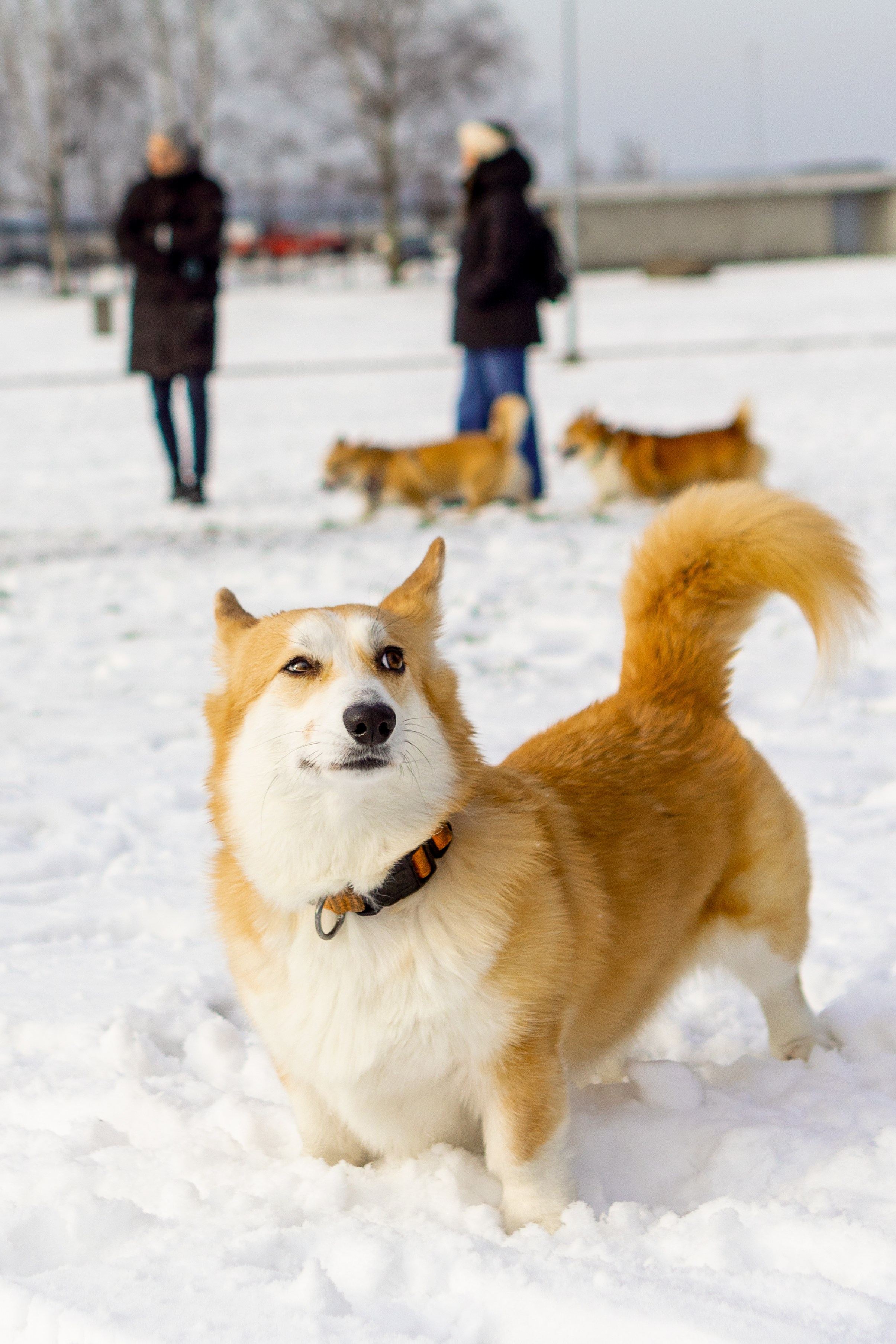 Corgi party, 23 feb. 2025. Kat Laisaar — Pet photographer in Tallinn
