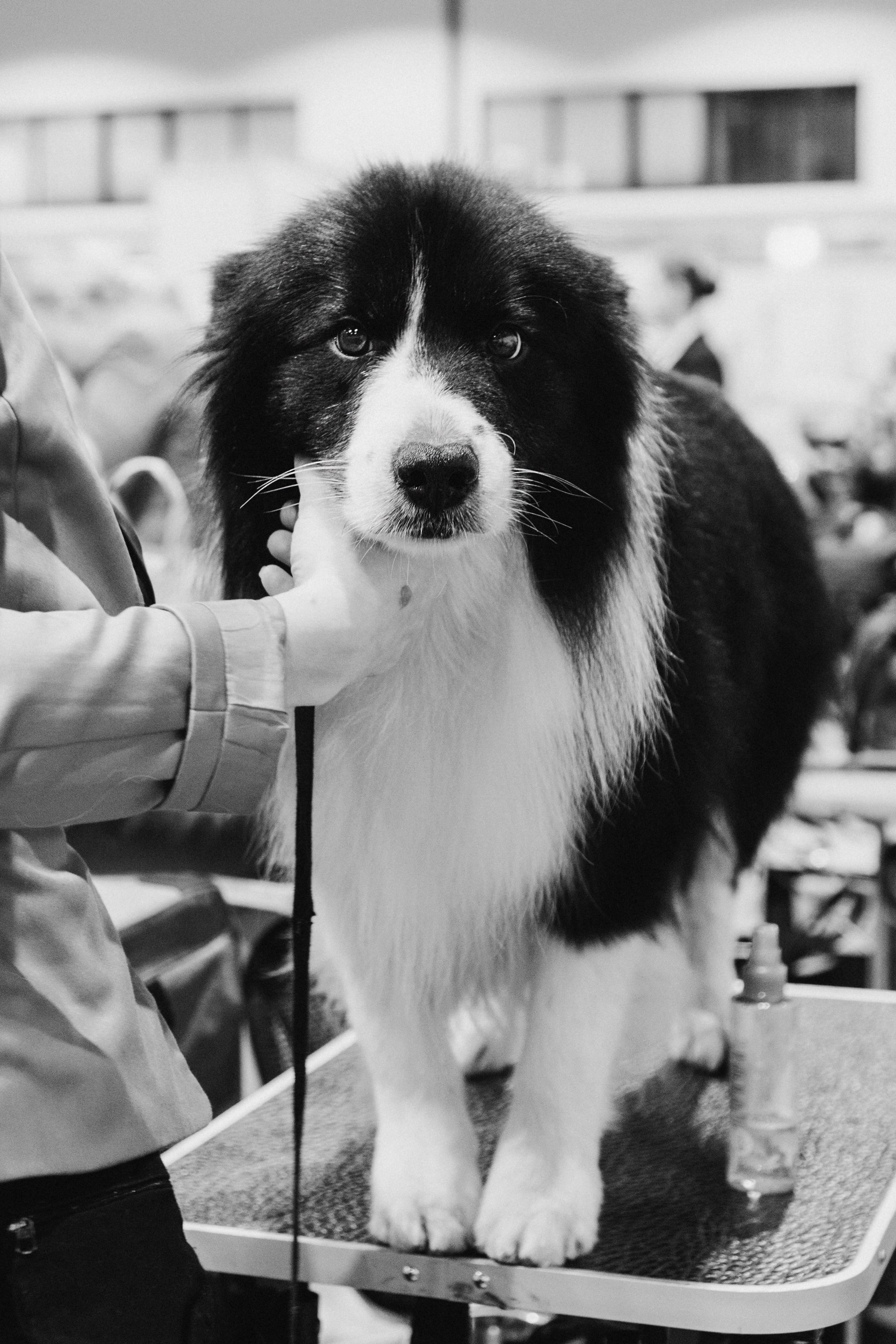 Tartu International Dog Show. Kat Laisaar — Pet photographer in Tallinn
