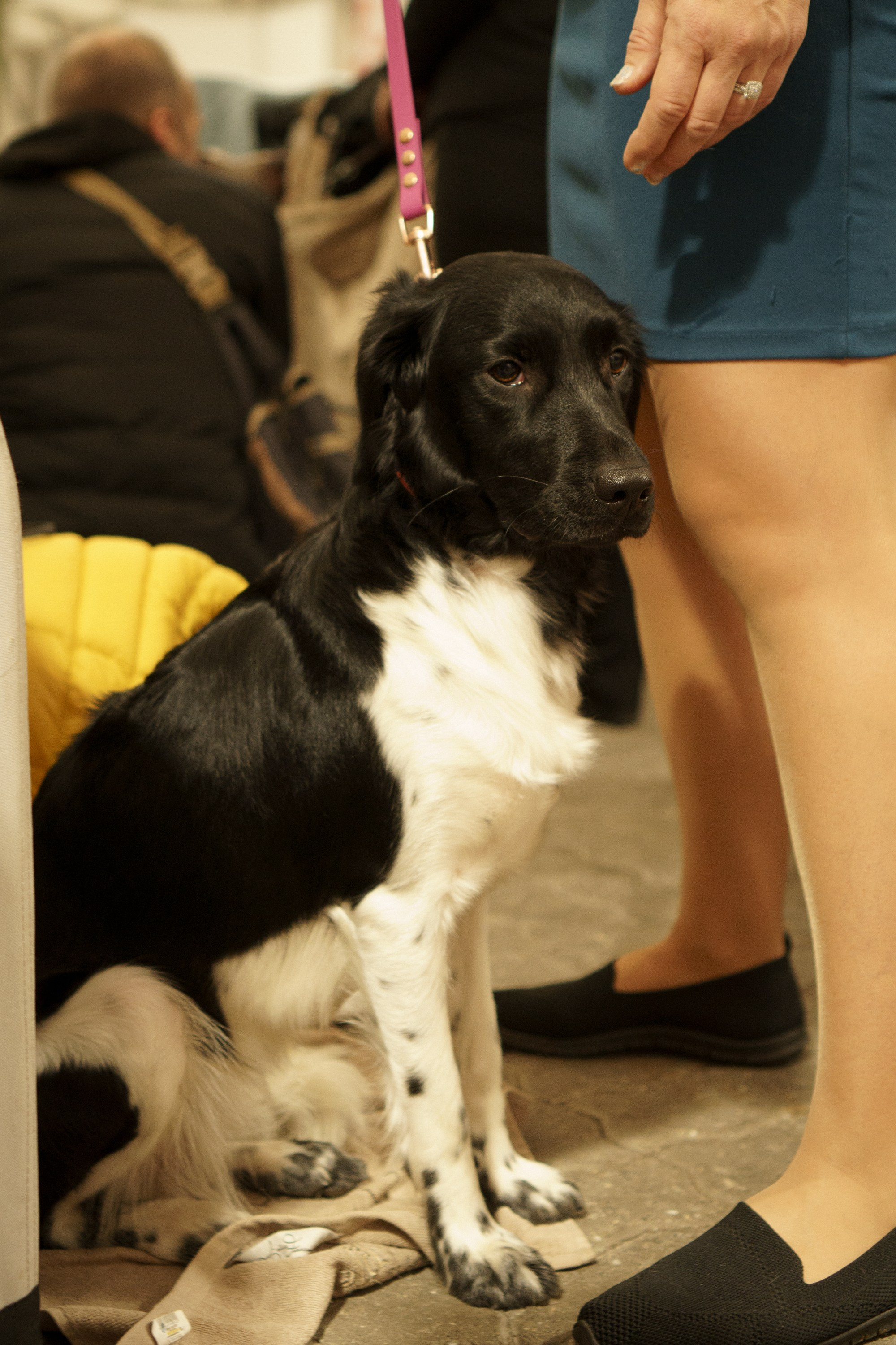 Tartu International Dog Show. Kat Laisaar — Pet photographer in Tallinn