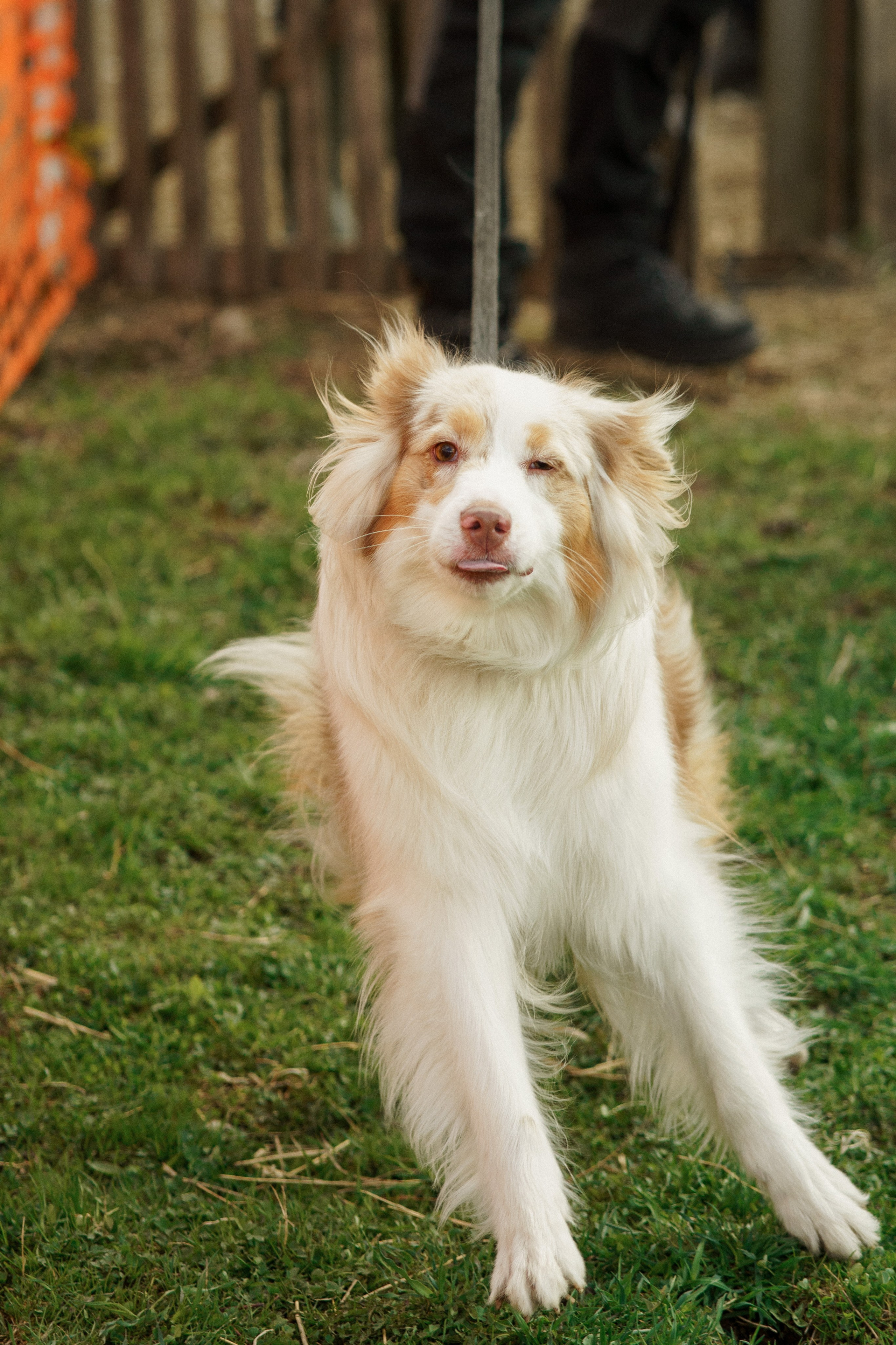Herding Days, 26 apr. 2025. Kat Laisaar — Pet photographer in Tallinn