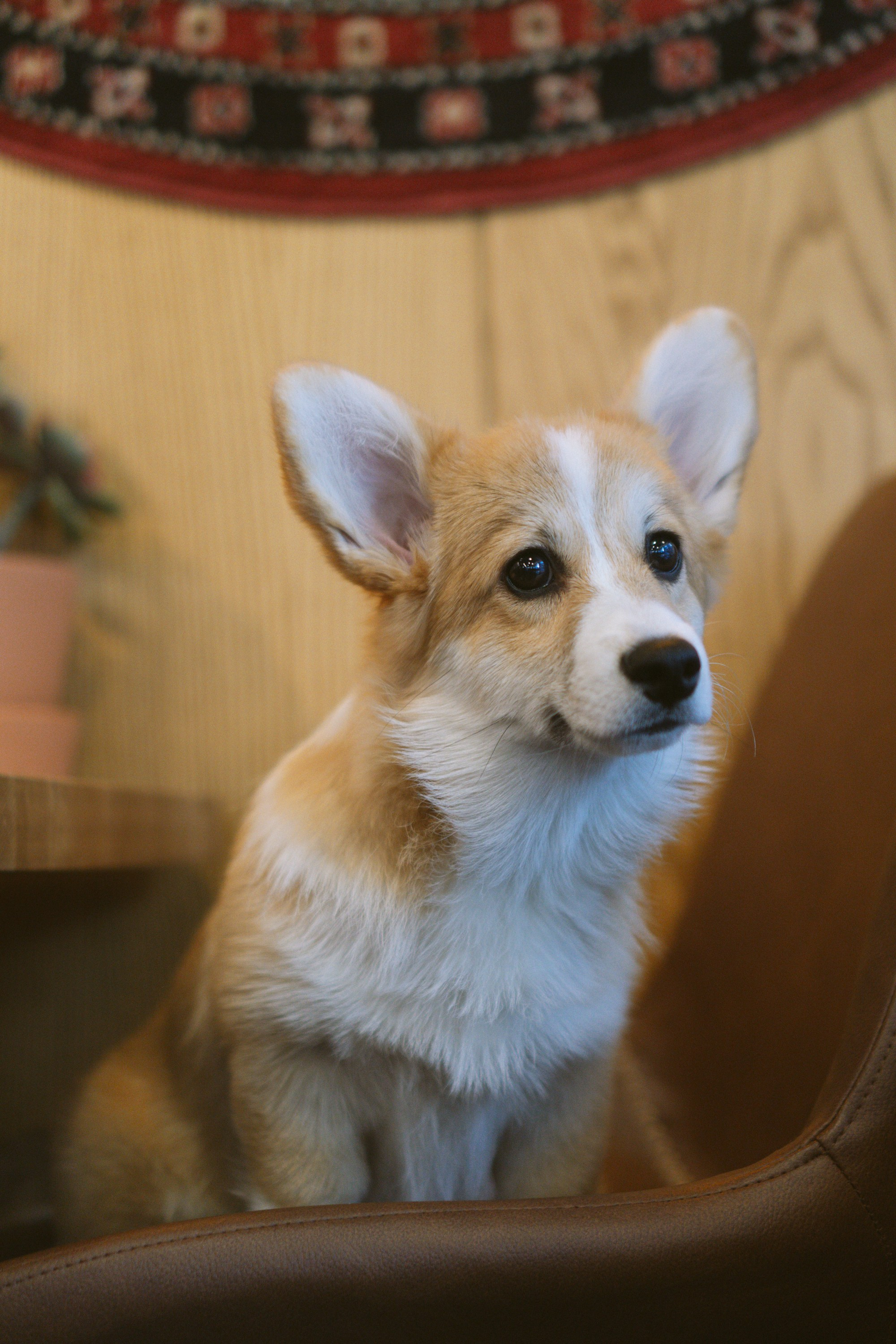 Anastasia and her Ada, Pembroke Welsh Corgi. Kat Laisaar — Pet photographer in Tallinn