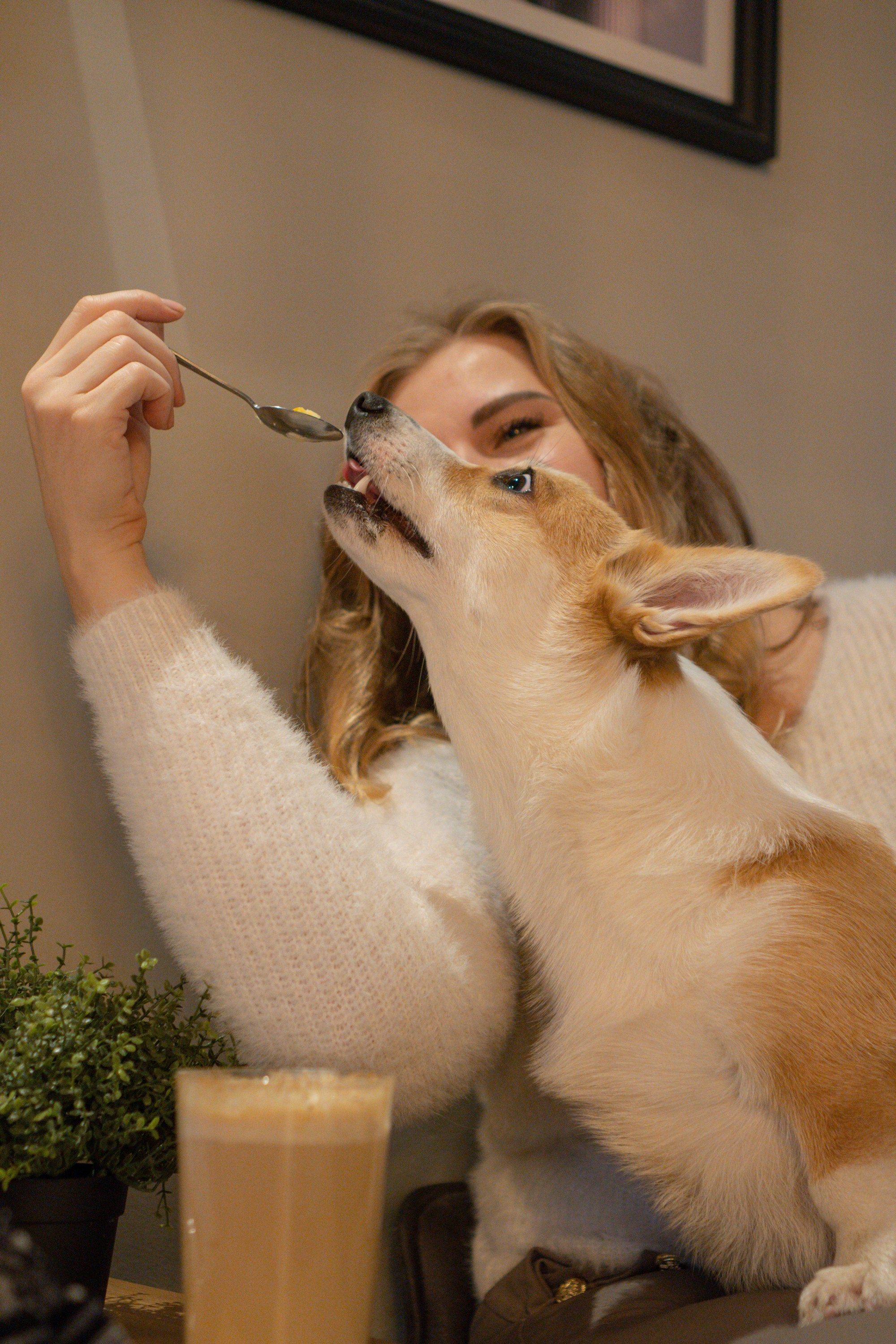 Maarika, Jegor and their Luna, Pembroke Welsh Corgi. Kat Laisaar — Pet photographer in Tallinn