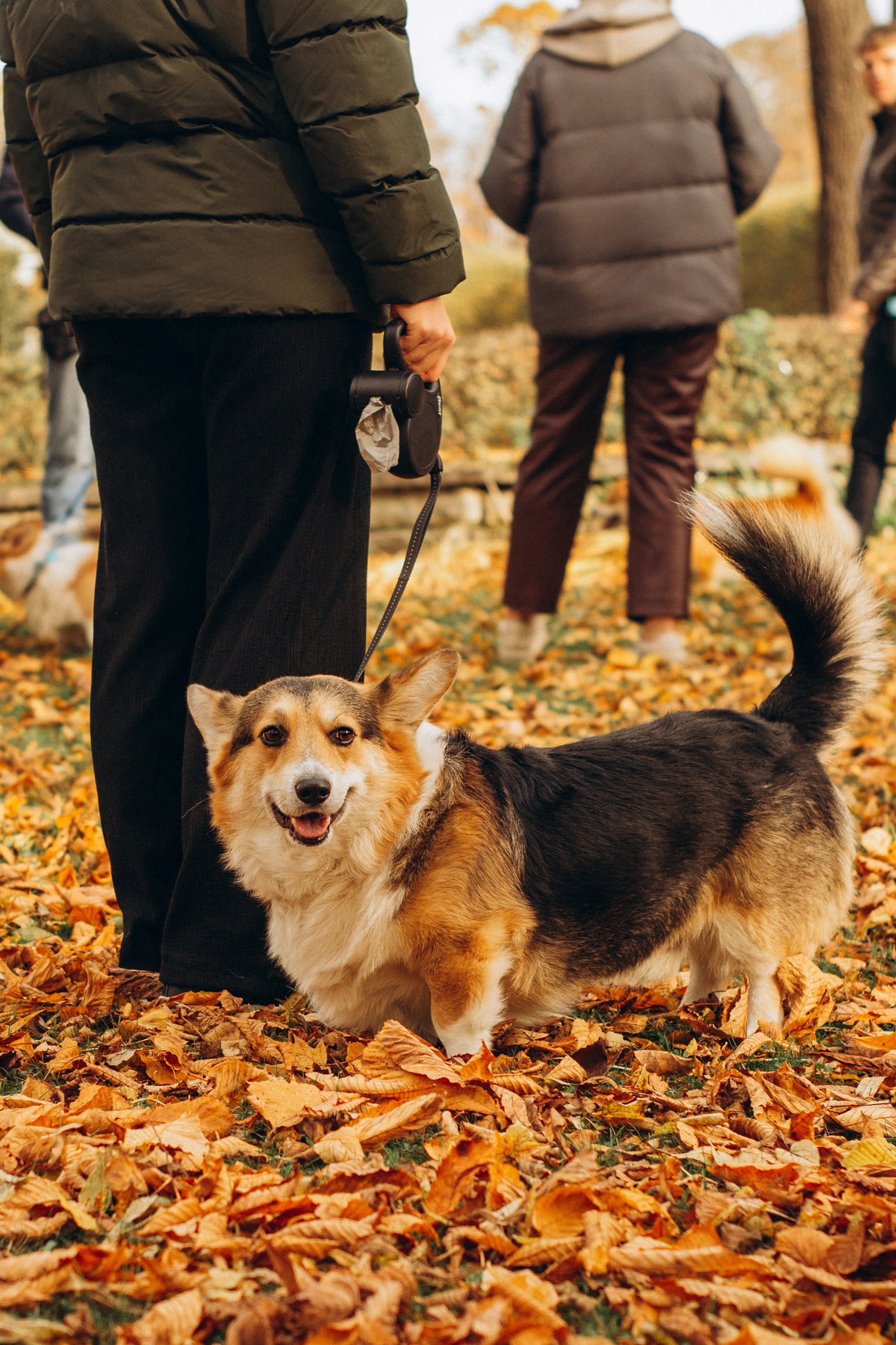 Corgi party, october. Kat Laisaar — Pet photographer in Tallinn
