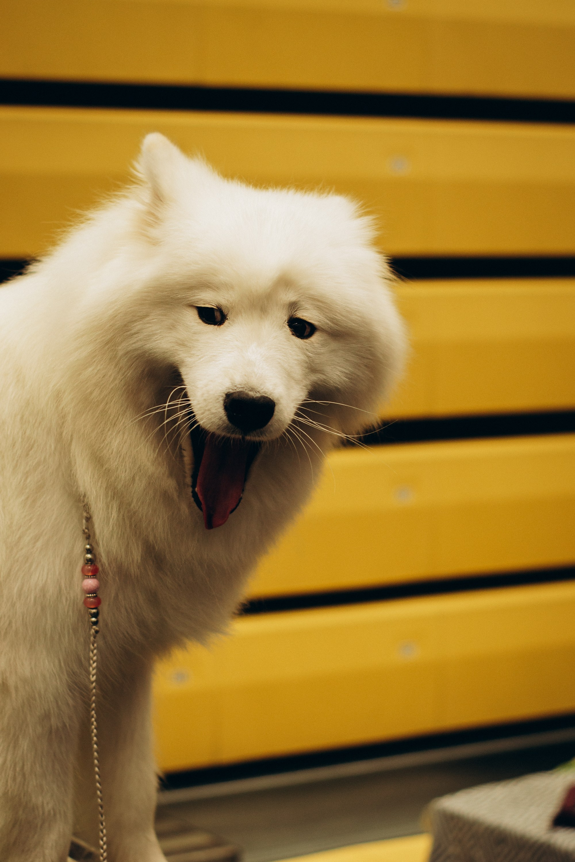 Rakvere Dog Show. Kat Laisaar — Pet photographer in Tallinn