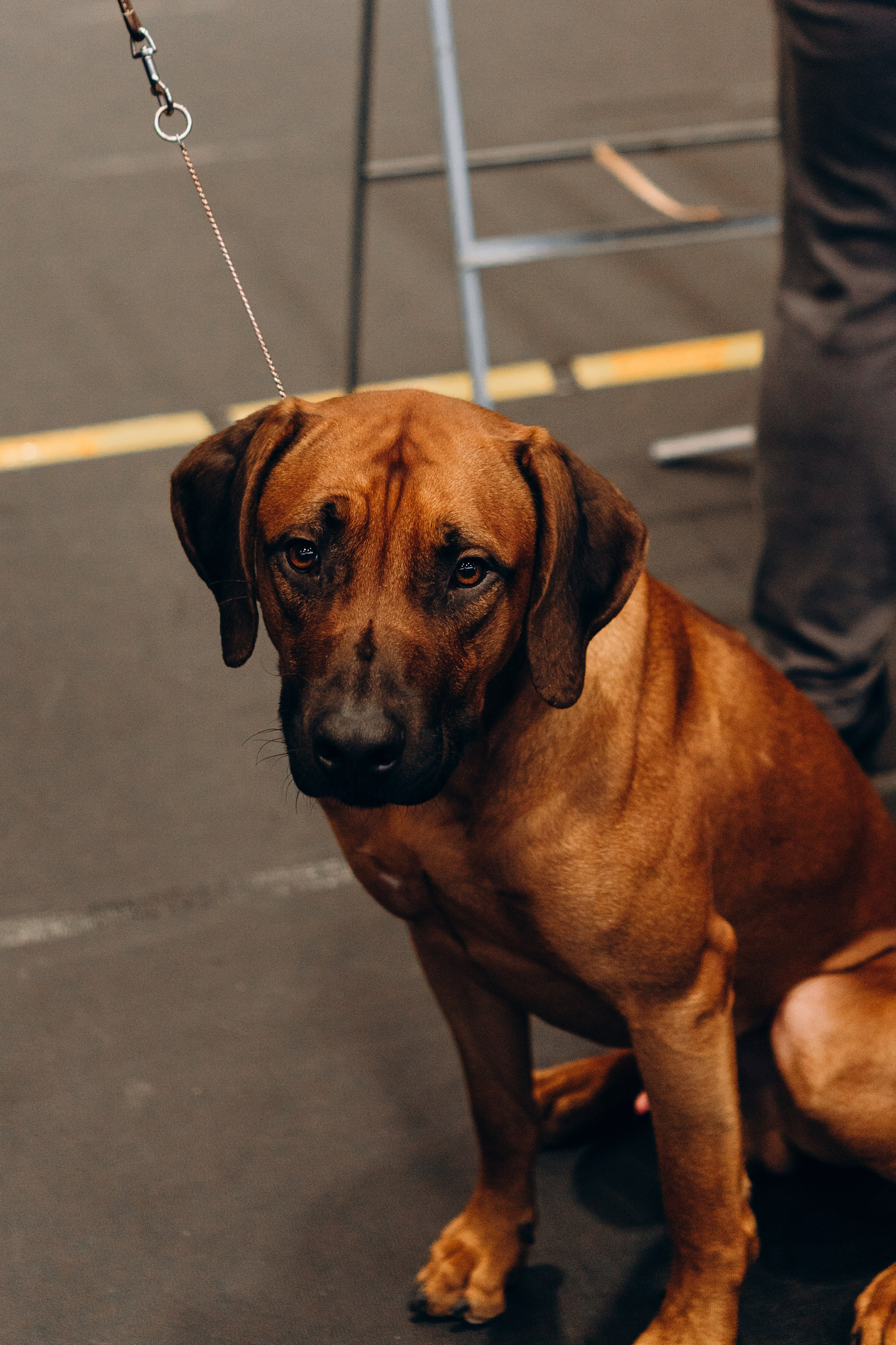 Pärnu dog weekend photo report. Kat Laisaar — Pet photographer in Tallinn