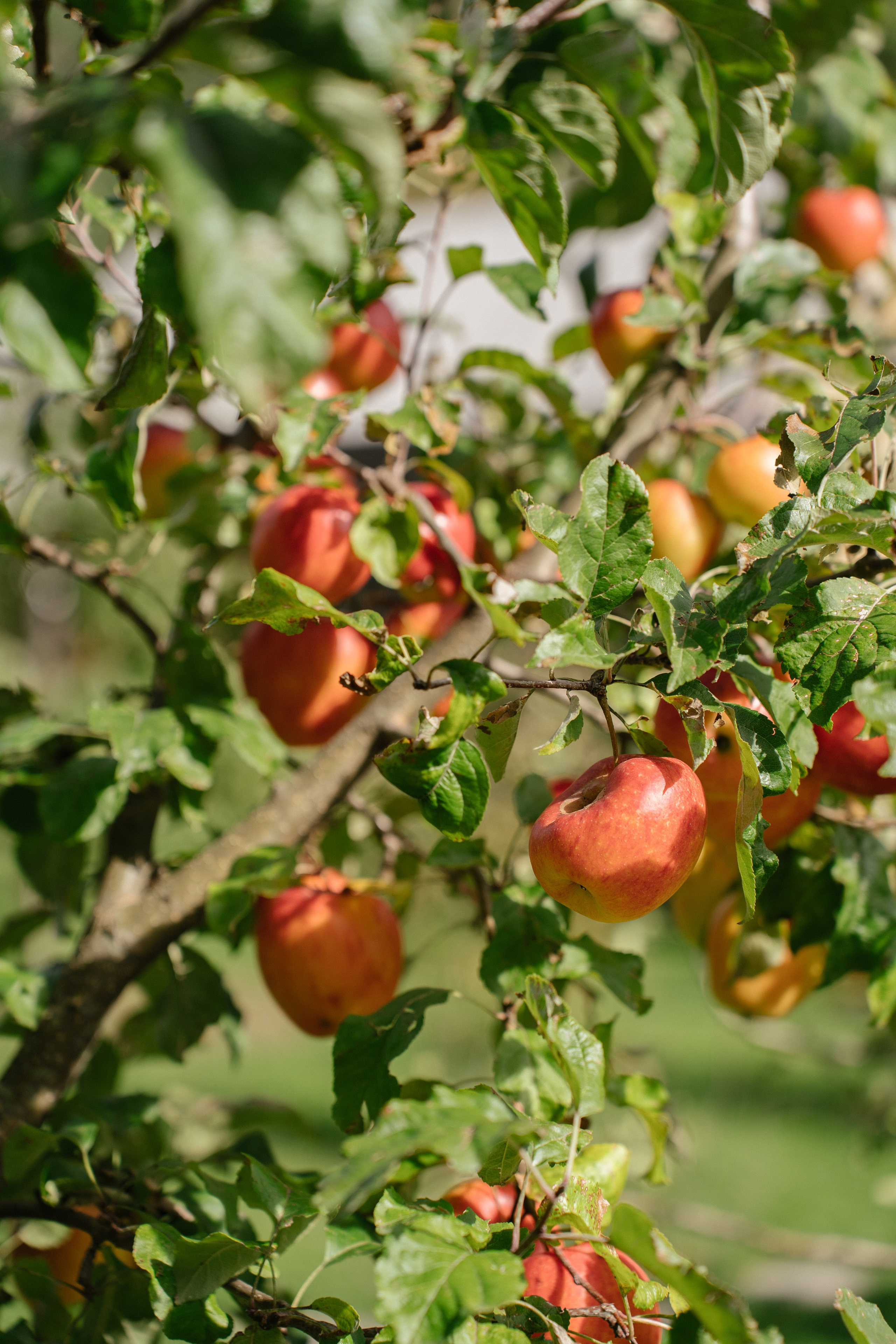 Airbnb. Patricia Morenci — Mountain Adventures for the Wild at Heart