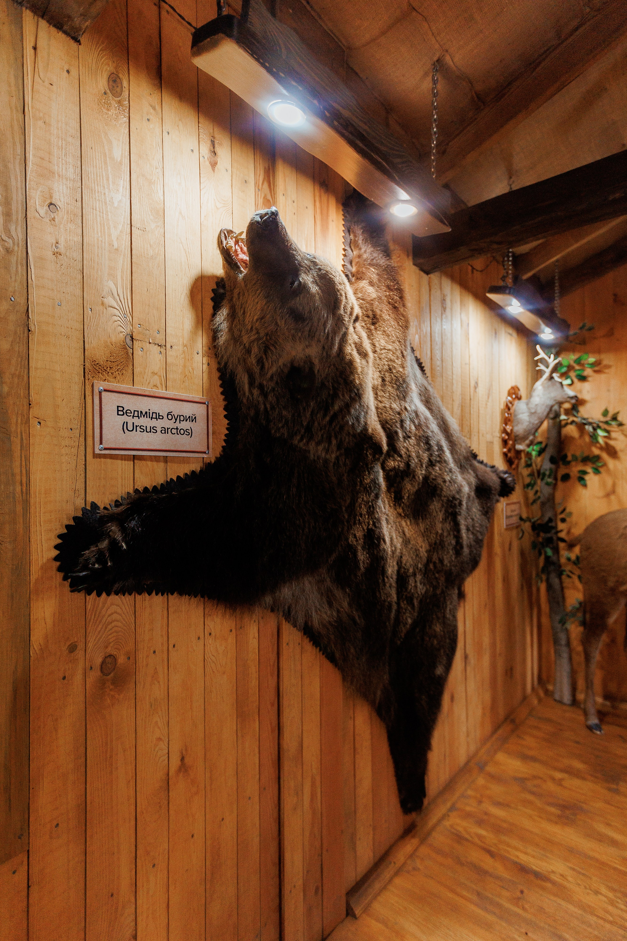 Екопарк Аміла. Ірина Терещук