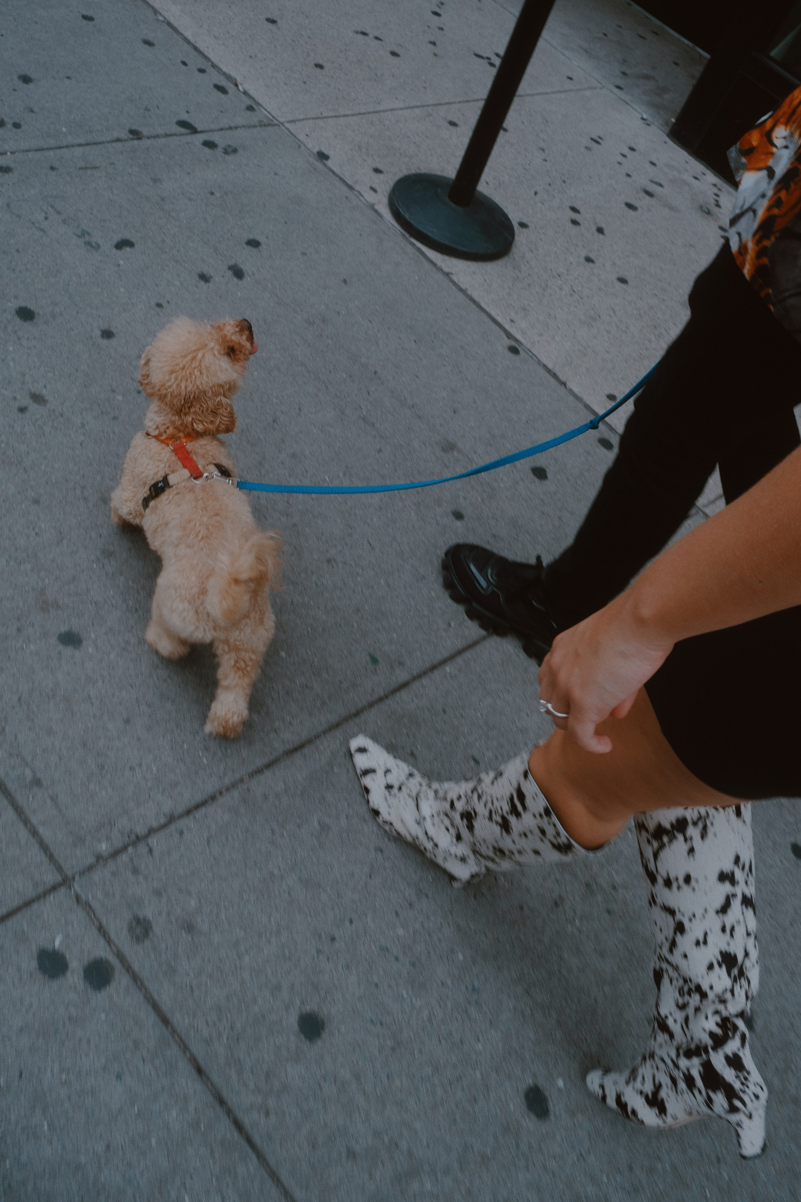 Annie, Egor & Locky. New York Photographer Sveta Zemskova, NYC Photo