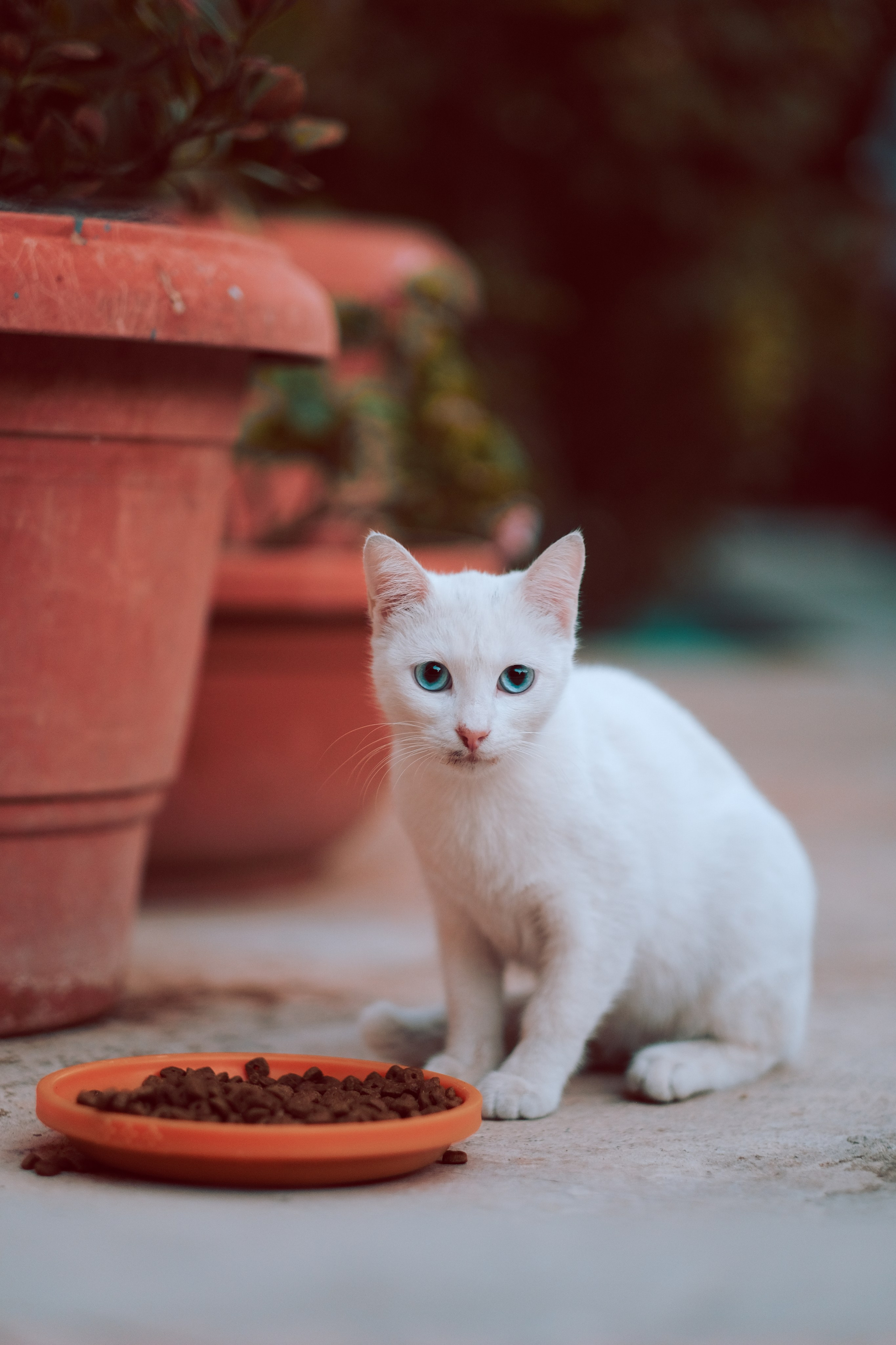 Stray Kitten in Cyprus 🇨🇾 | Stray Cats Limassol | Yukophotography