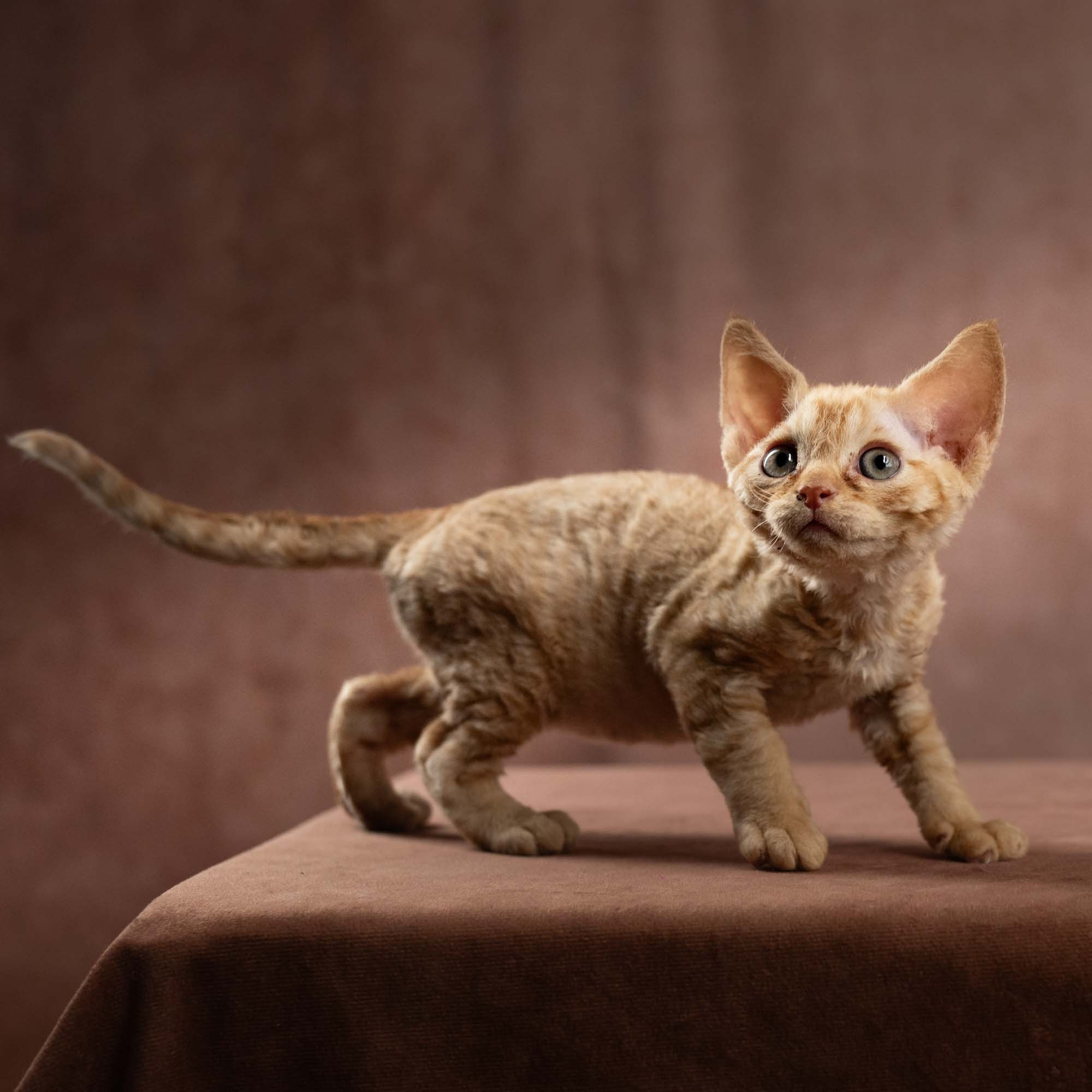 Dorito, boy, born on 06.06.24 SOLD. Devon Rex Pixie Cattery